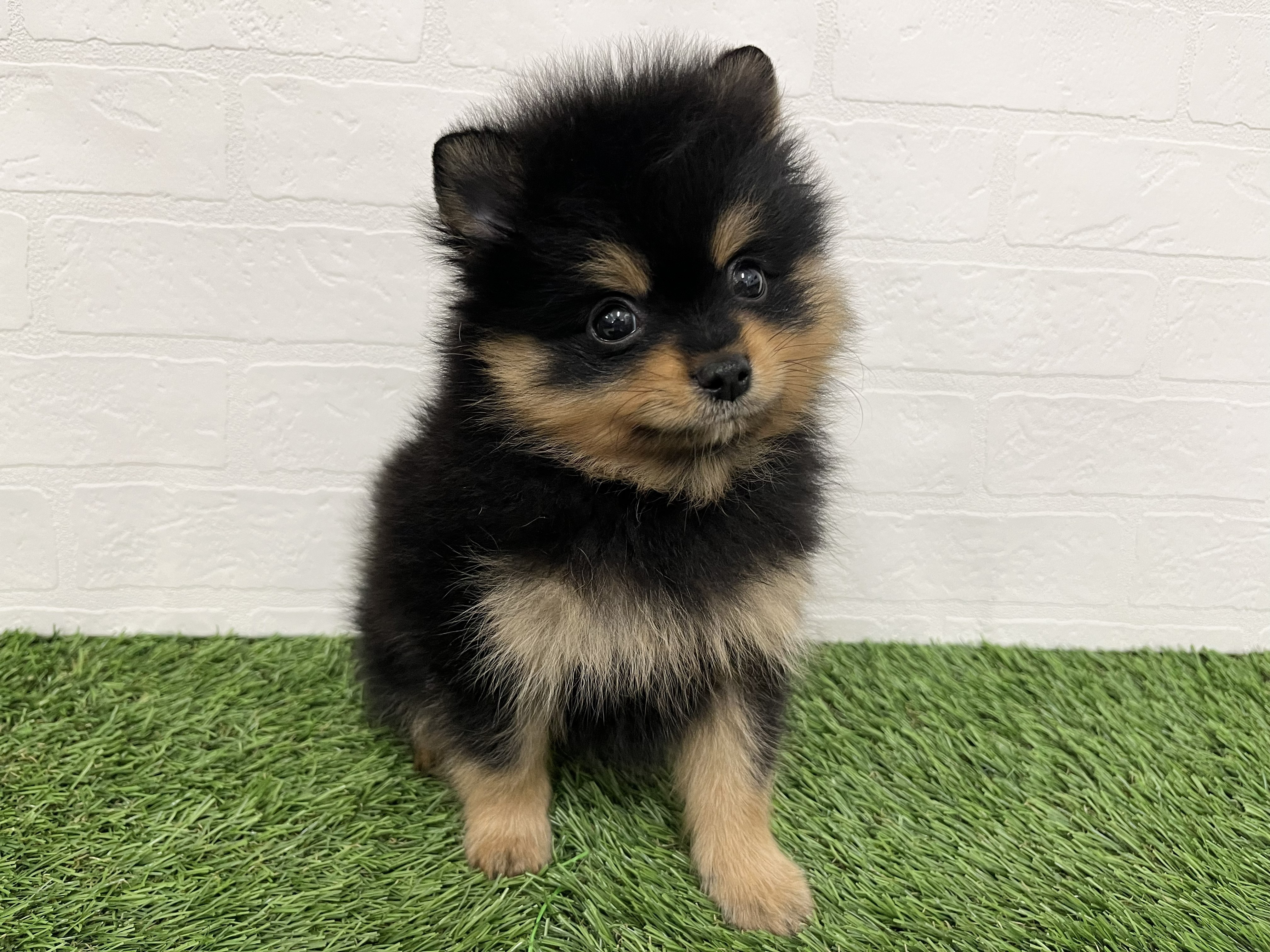 神奈川県のポメラニアン (ワンニャンハウス新山下店/2026年2月9日生まれ/男の子/ブラックタン)の子犬の3枚目の画像
