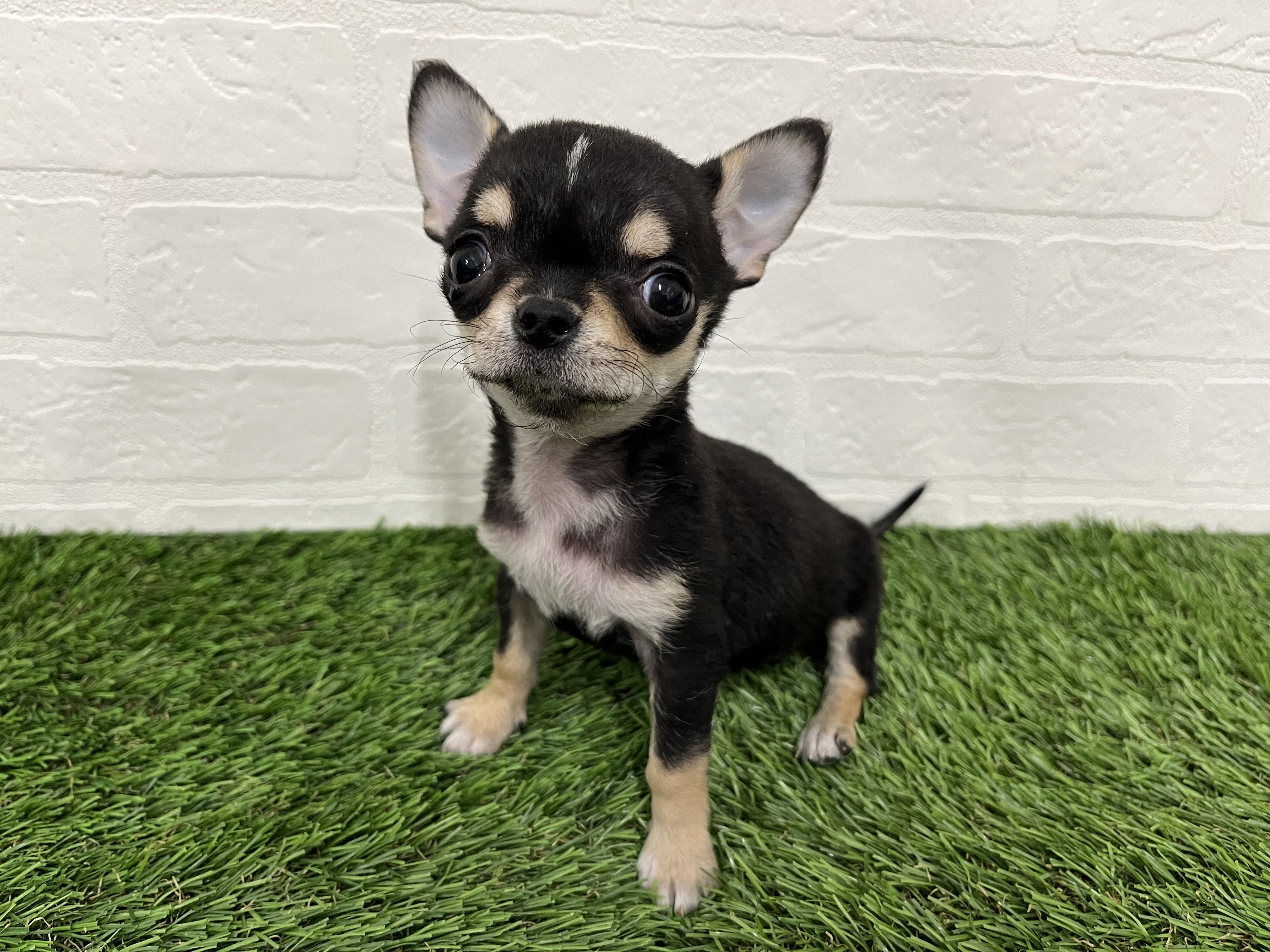 神奈川県のチワワ(ロング) (ワンニャンハウス新山下店/2025年11月14日生まれ/女の子/ブラックタンホワイト)の子犬の3枚目の画像