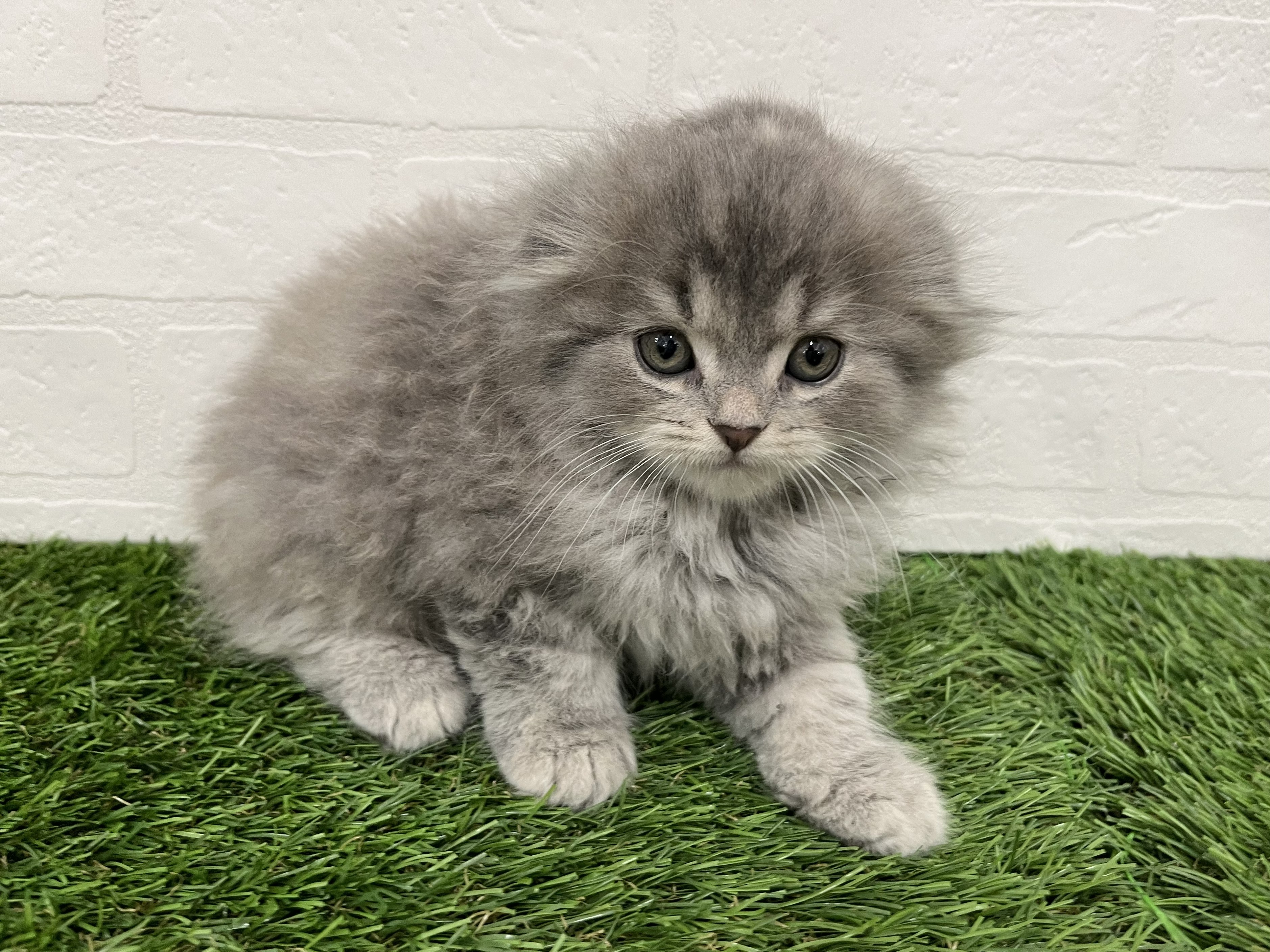 神奈川県のスコティッシュフォールド (ワンニャンハウス新山下店/2026年2月3日生まれ/女の子/ブルー)の子猫の3枚目の画像