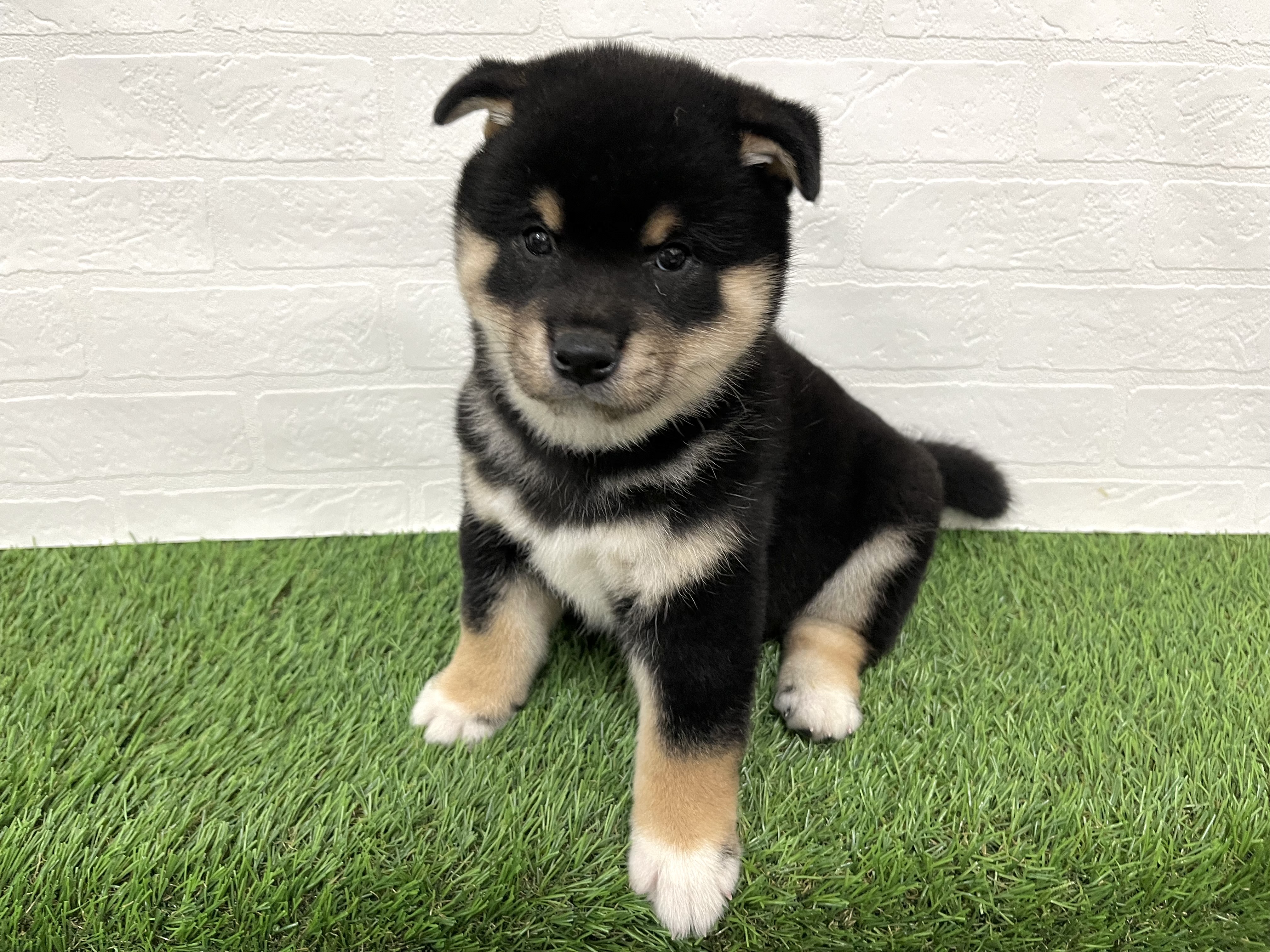 神奈川県の柴犬(標準サイズ) (ワンニャンハウス新山下店/2025年9月9日生まれ/男の子/黒)の子犬の4枚目の画像