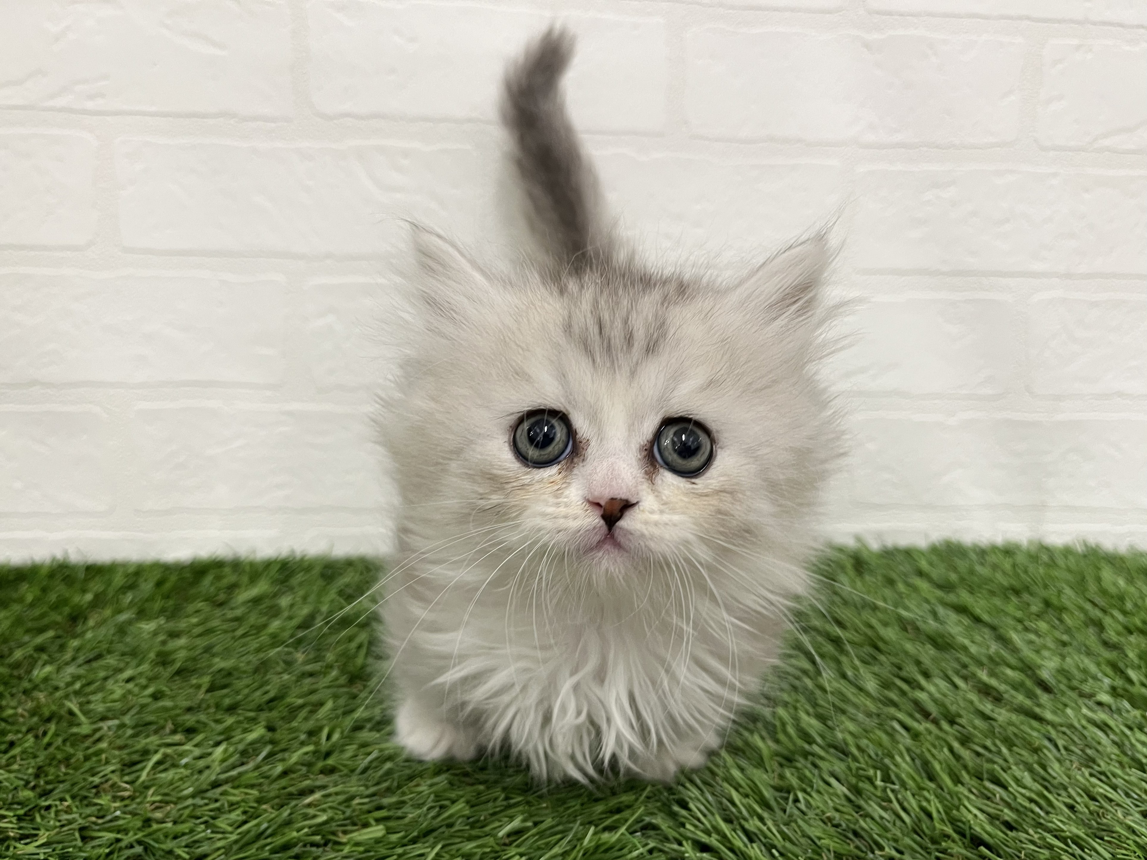 神奈川県のミヌエット (ワンニャンハウス新山下店/2026年2月8日生まれ/男の子/シルバータビーホワイト)の子猫の1枚目の画像