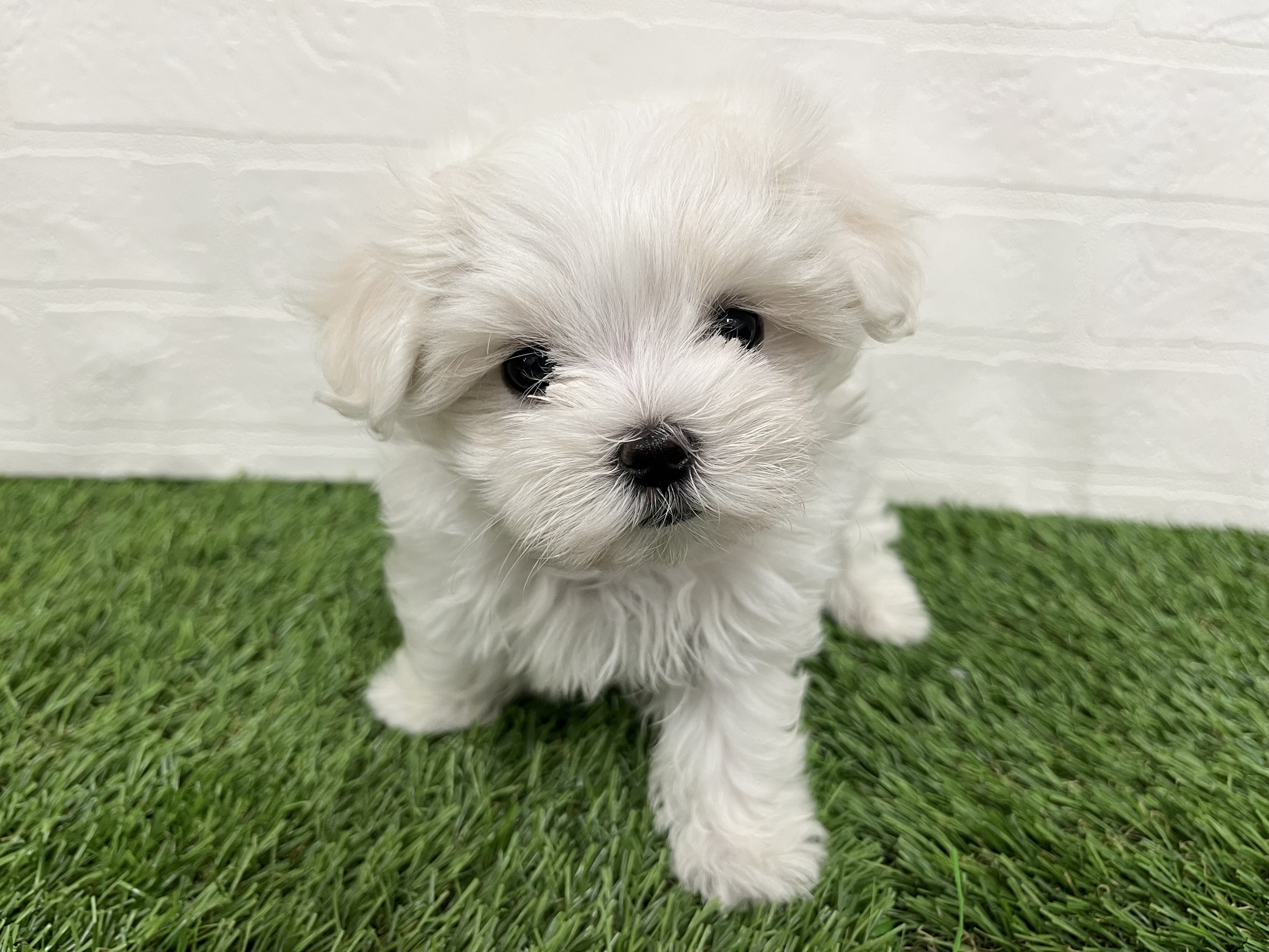 神奈川県のマルチーズ (ワンニャンハウス新山下店/2026年6月30日生まれ/女の子/ホワイト)の子犬の4枚目の画像