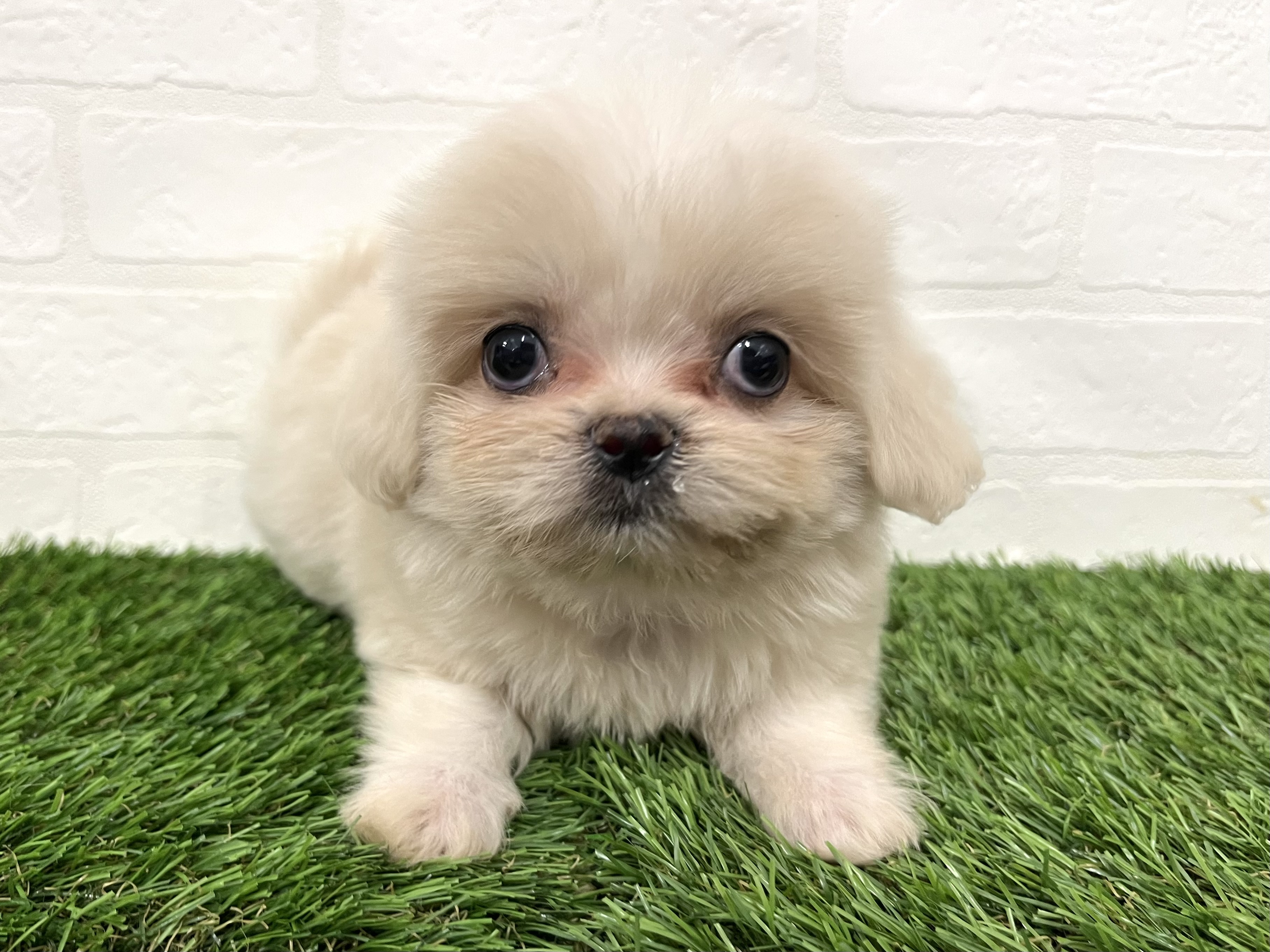 神奈川県のハーフ犬・ミックス犬 (ワンニャンハウス新山下店/2025年8月11日生まれ/女の子/ホワイト)の子犬の2枚目の画像