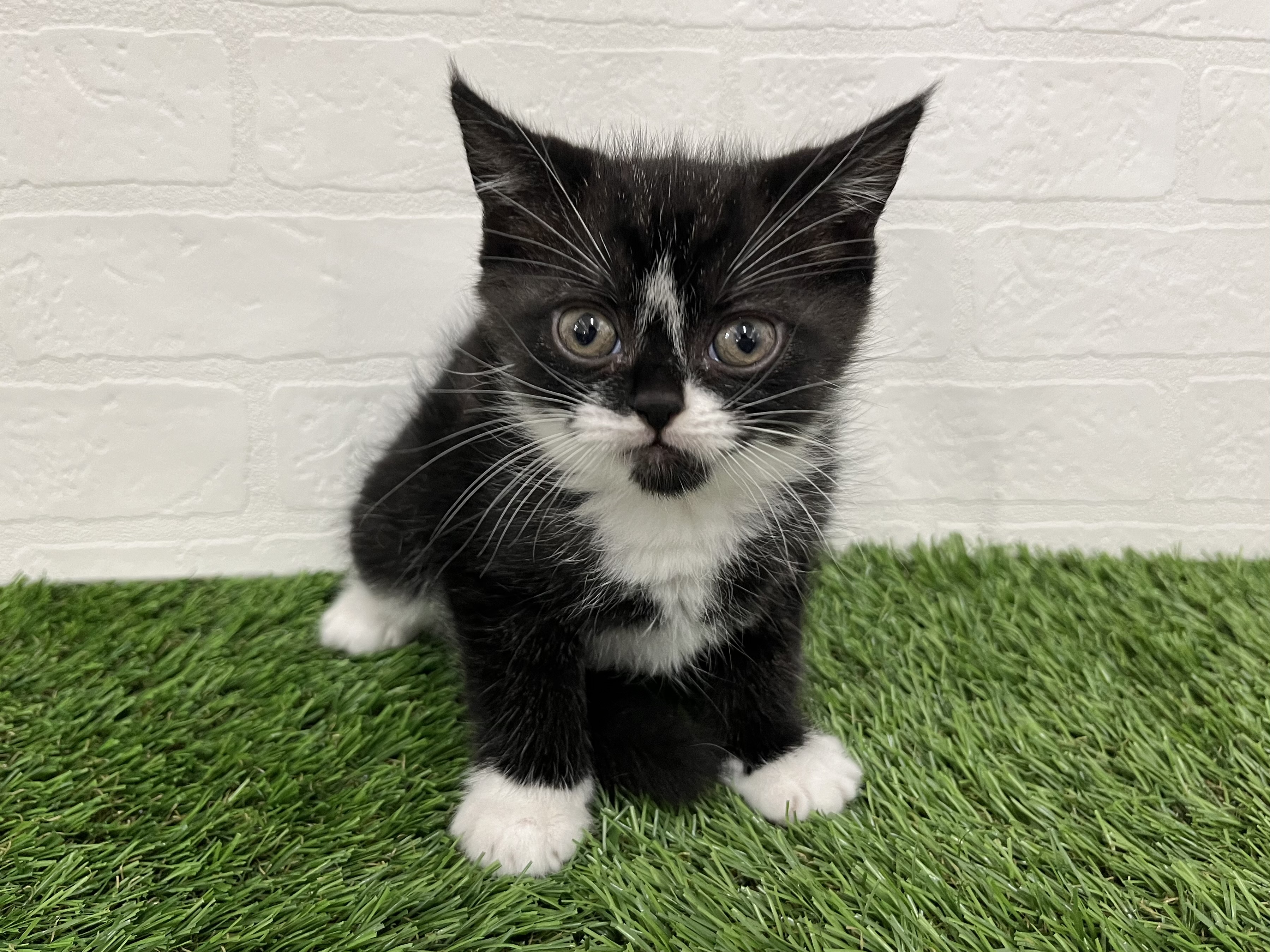神奈川県のスコティッシュフォールド (ワンニャンハウス新山下店/2025年9月16日生まれ/男の子/ブラックホワイト)の子猫の1枚目の画像