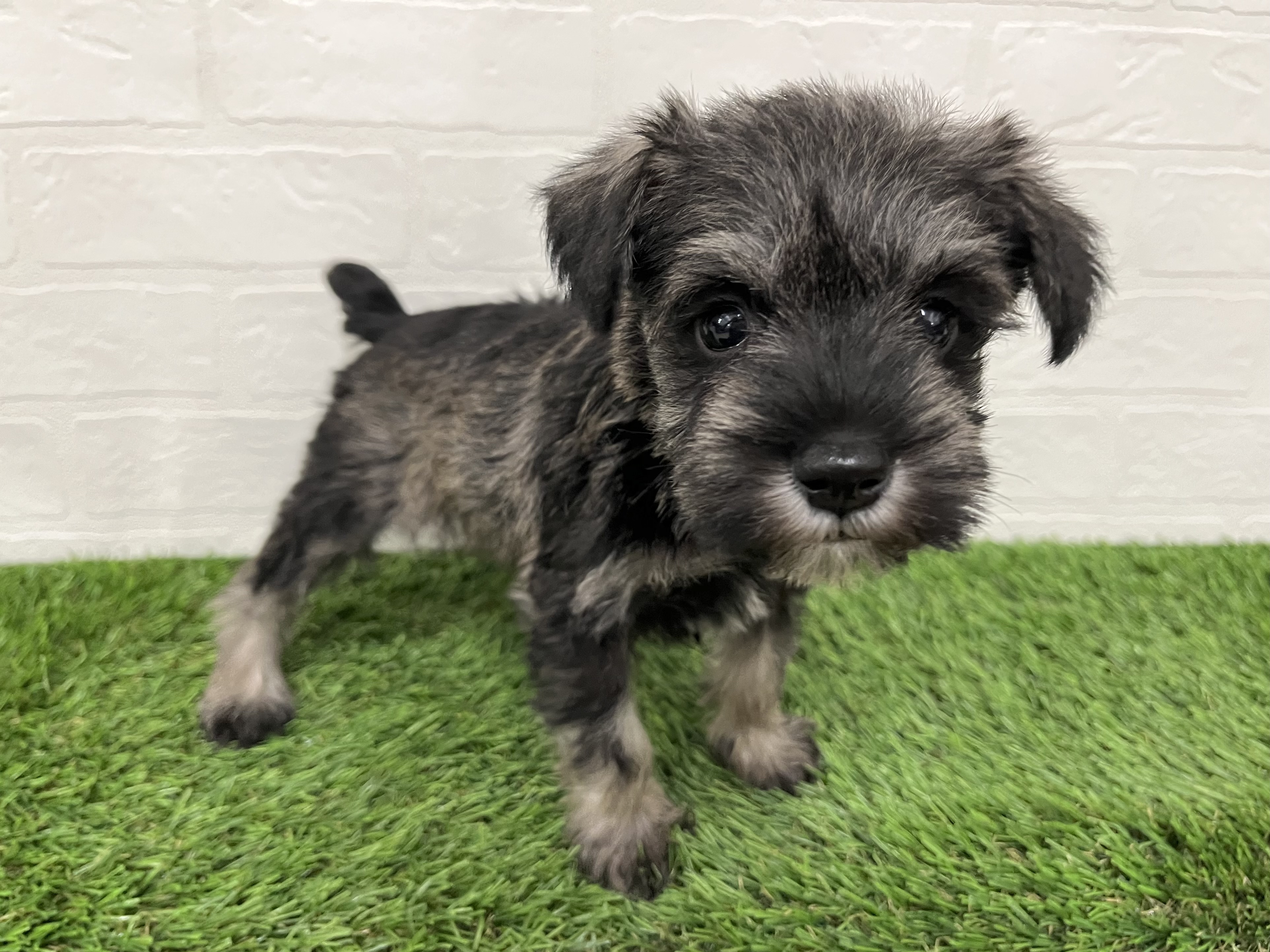 神奈川県のミニチュアシュナウザー (ワンニャンハウス新山下店/2025年9月23日生まれ/女の子/ソルトペッパー)の子犬の2枚目の画像