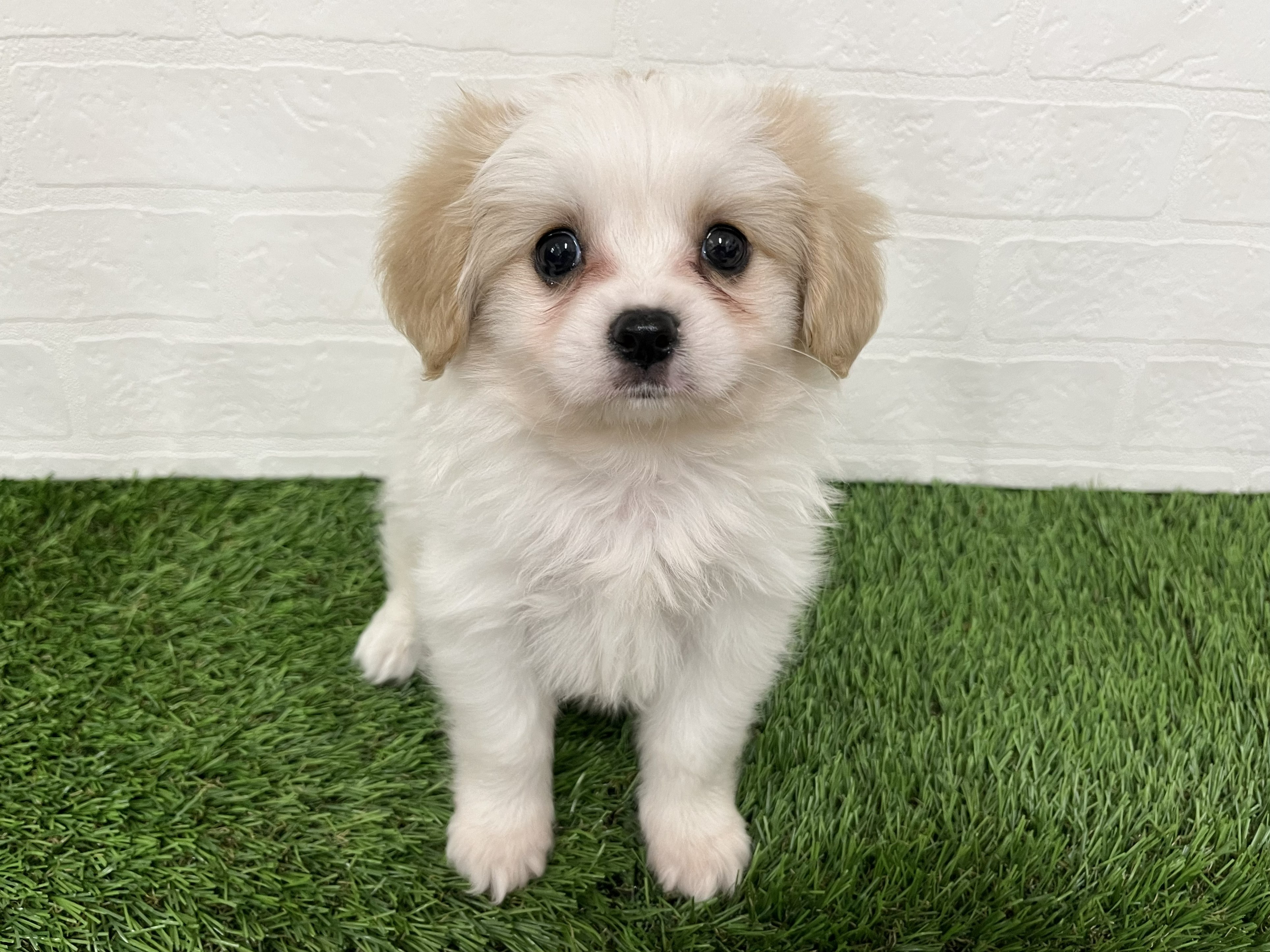 神奈川県のハーフ犬・ミックス犬 (ワンニャンハウス新山下店/2026年7月31日生まれ/男の子/ホワイトクリーム)の子犬の4枚目の画像