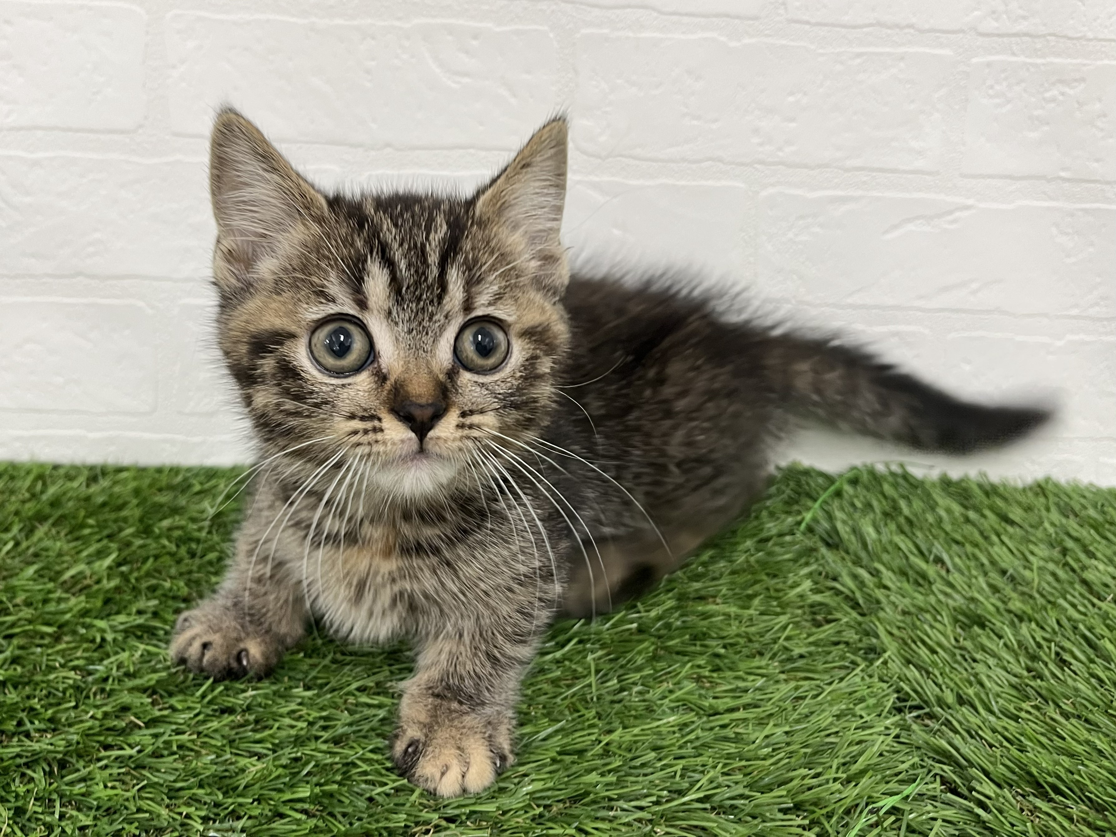 神奈川県のマンチカン (ワンニャンハウス新山下店/2026年2月9日生まれ/女の子/ブラウンパッチドタビー)の子猫の3枚目の画像