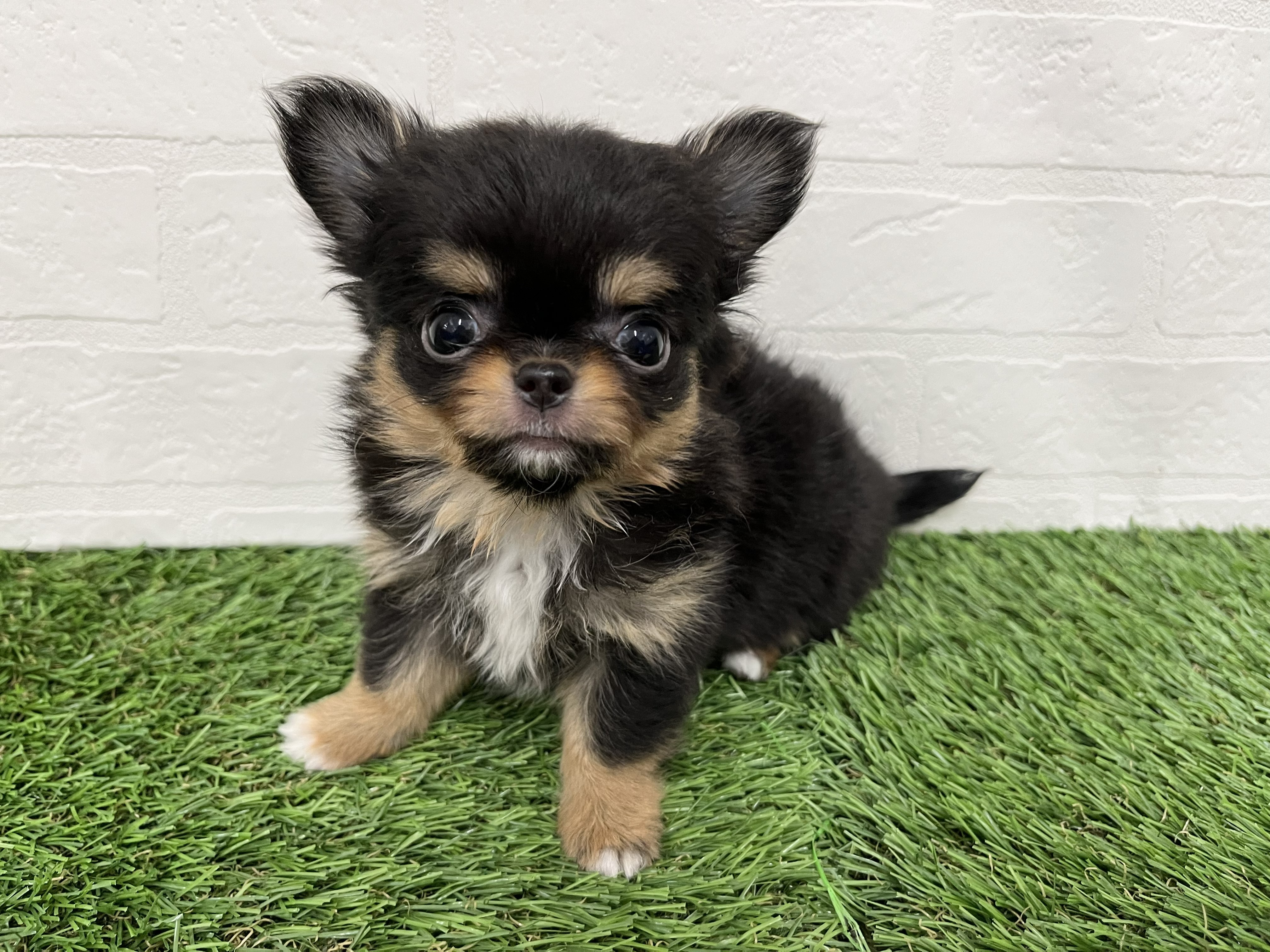 神奈川県のチワワ(ロング) (ワンニャンハウス新山下店/2026年2月9日生まれ/女の子/ブラックタンホワイト)の子犬の2枚目の画像