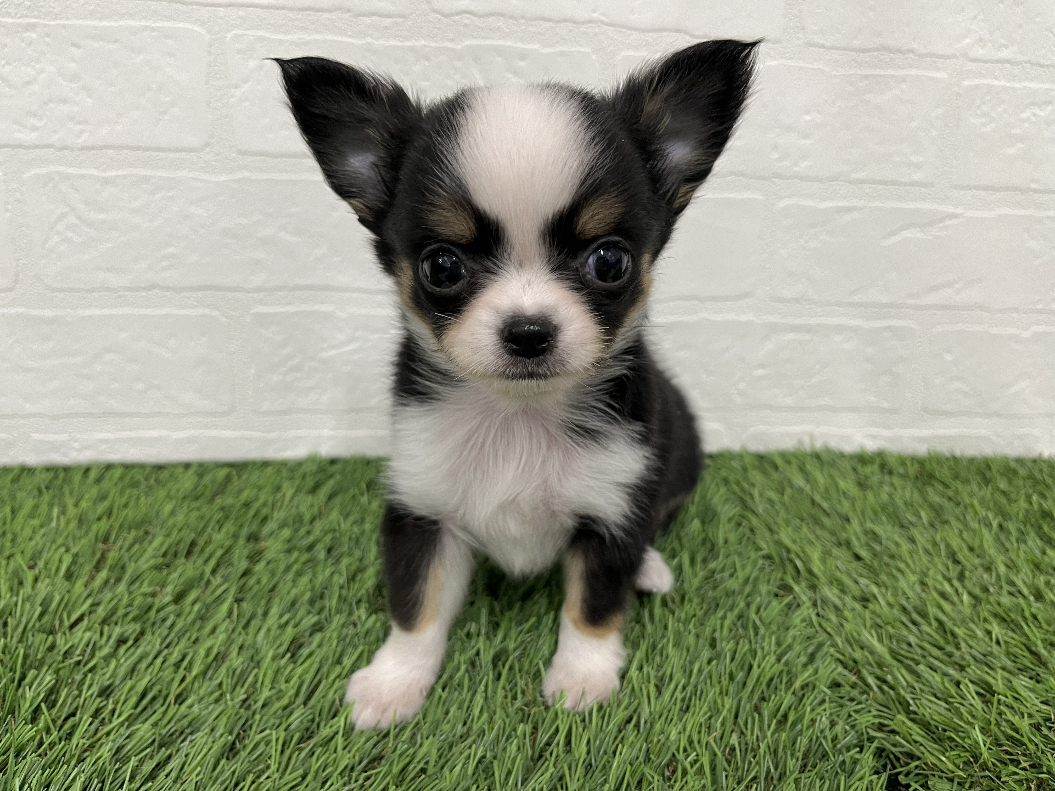 神奈川県のチワワ(ロング) (ワンニャンハウス新山下店/2025年12月8日生まれ/女の子/ブラックタンホワイト)の子犬