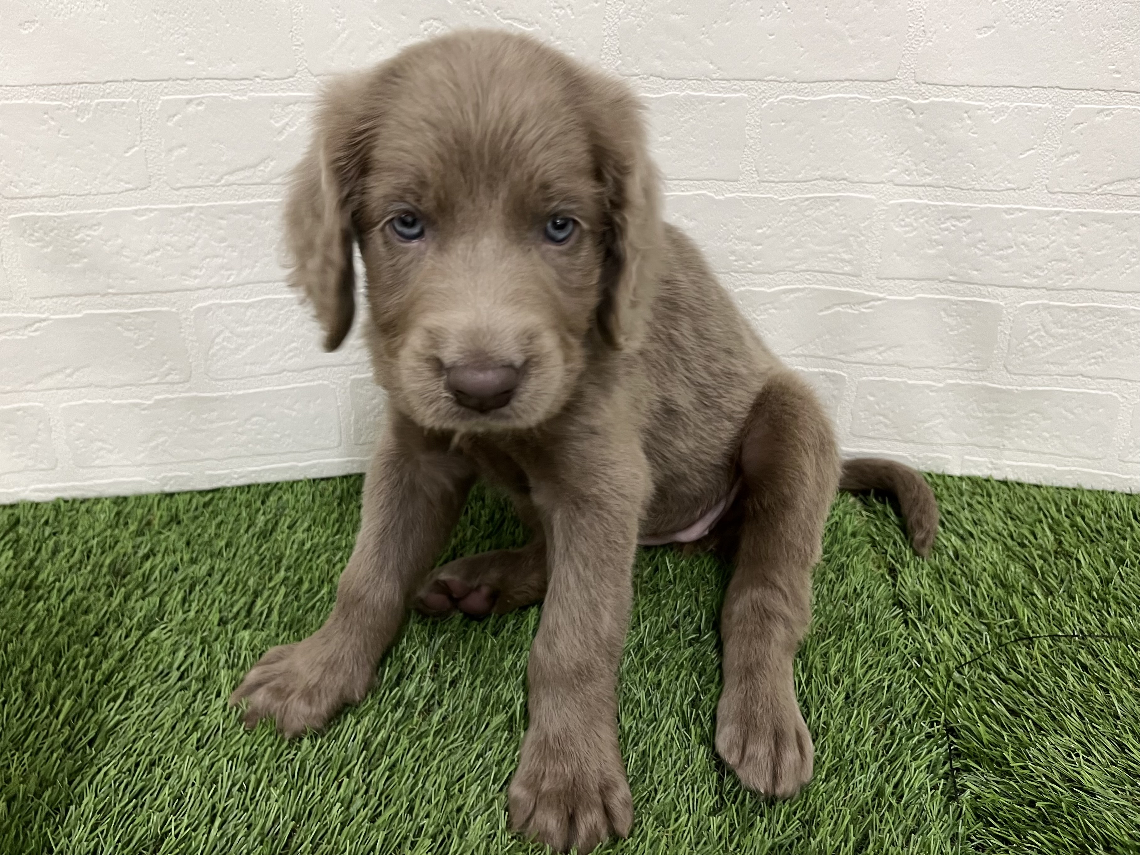 神奈川県のワイマラナー (ワンニャンハウス新山下店/2025年9月26日生まれ/女の子/グレー)の子犬の3枚目の画像