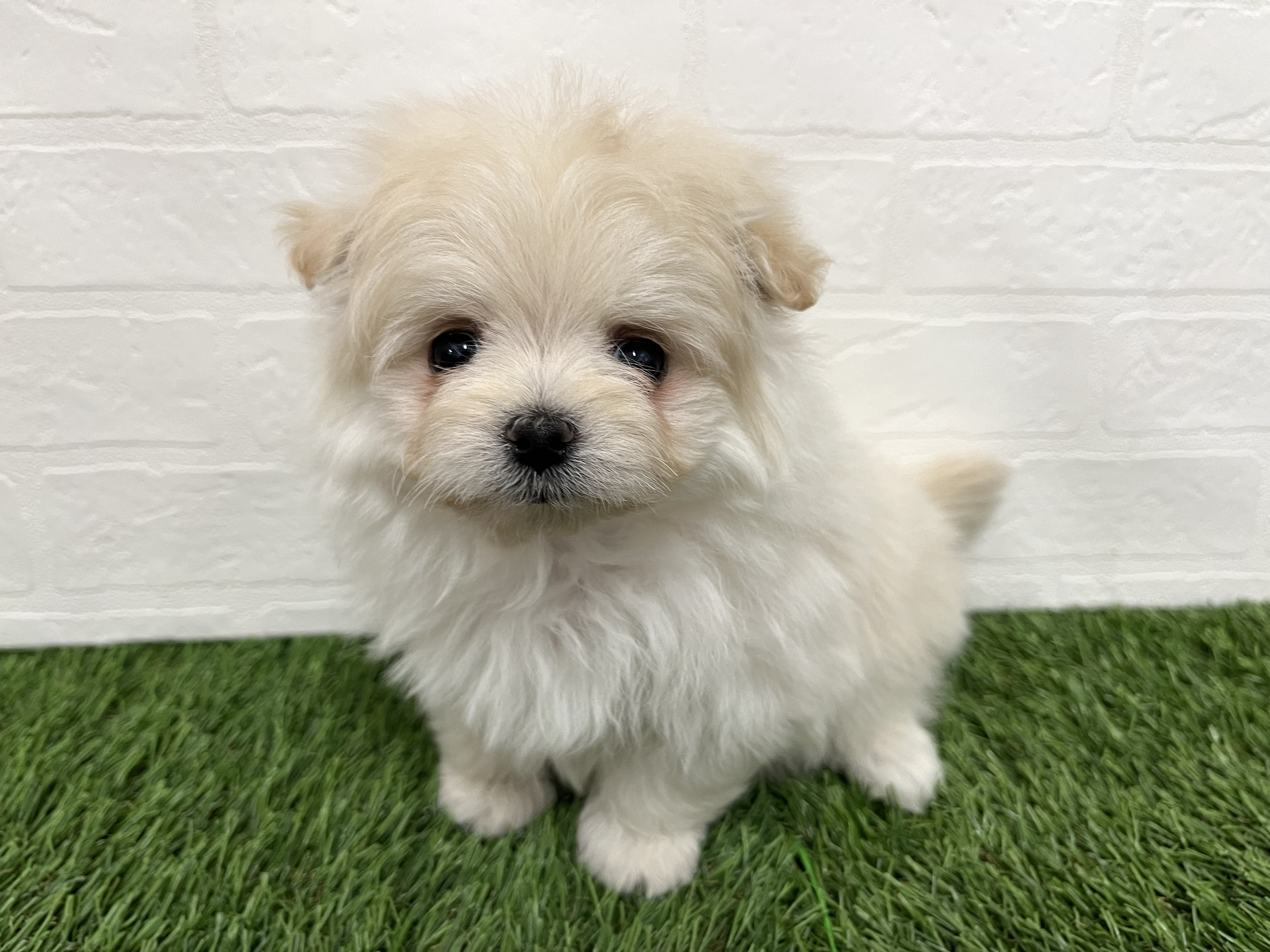 神奈川県のポメマル/マルポメ(ポメラニアン×マルチーズ) (ワンニャンハウス新山下店/2025年12月21日生まれ/女の子/クリーム)の子犬の2枚目の画像