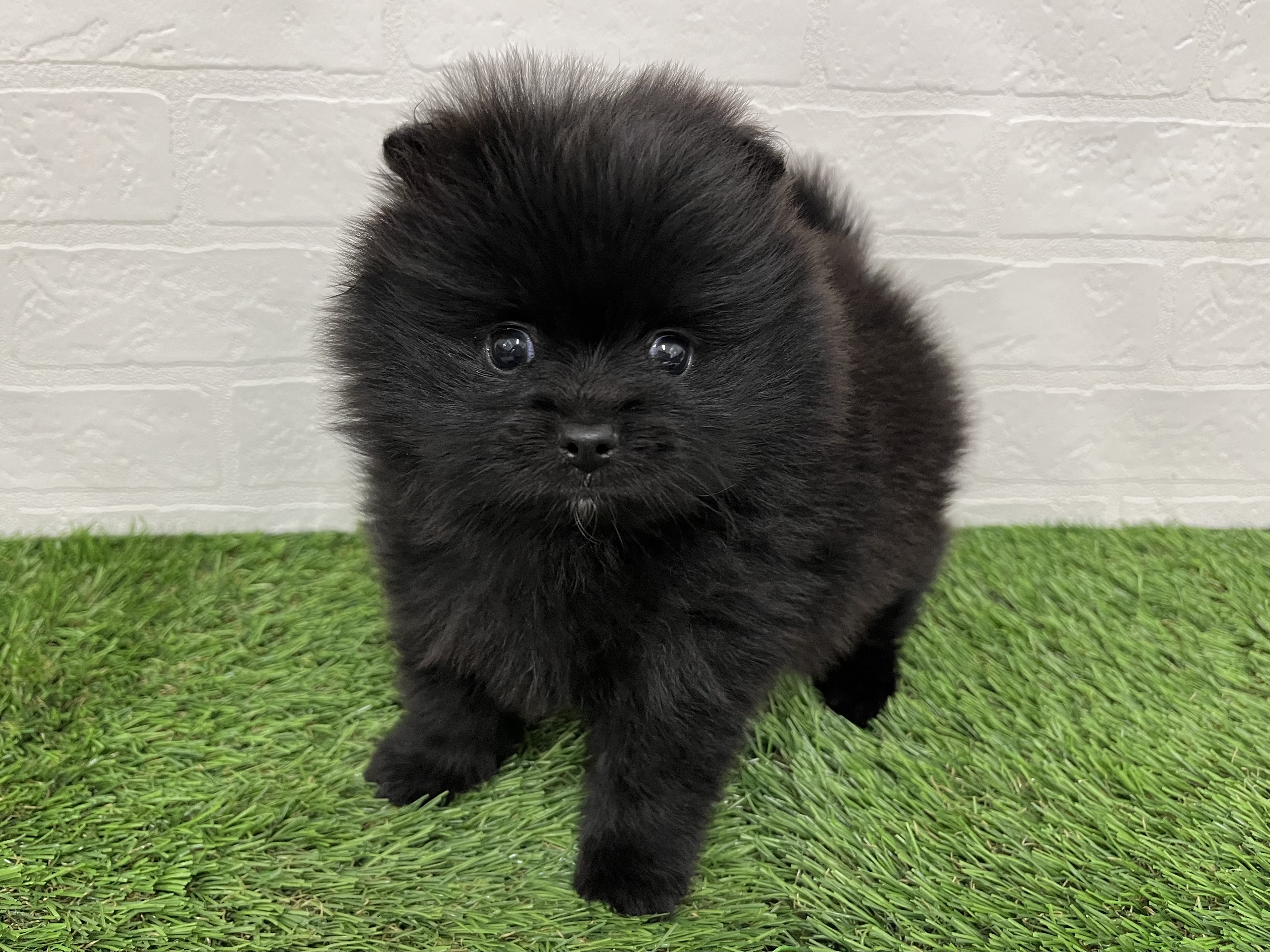 神奈川県のポメラニアン (ワンニャンハウス新山下店/2025年10月27日生まれ/男の子/ブラック)の子犬の3枚目の画像