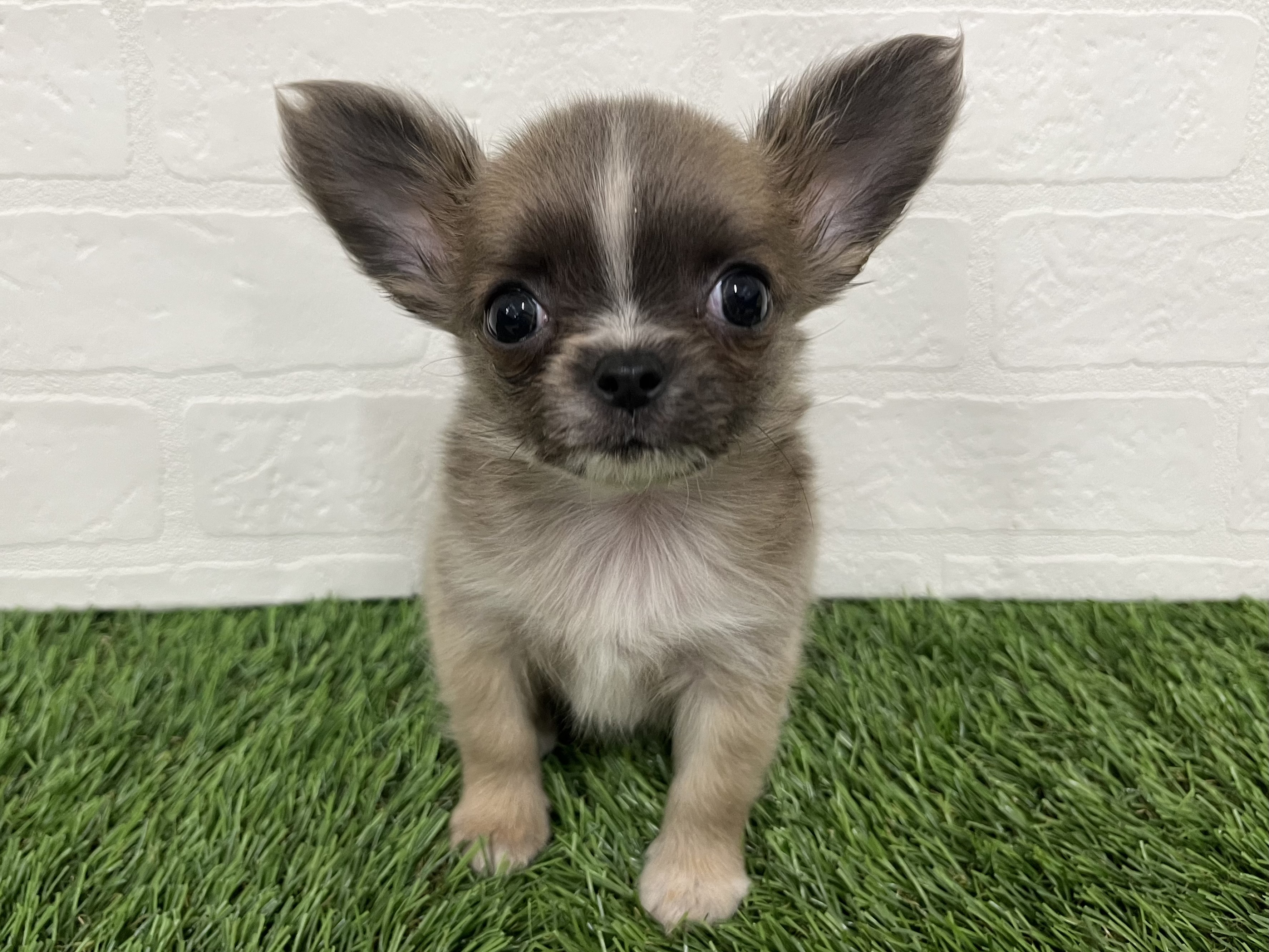 神奈川県のチワワ(ロング) (ワンニャンハウス新山下店/2025年10月4日生まれ/女の子/ブルーフォーンホワイト)の子犬の1枚目の画像