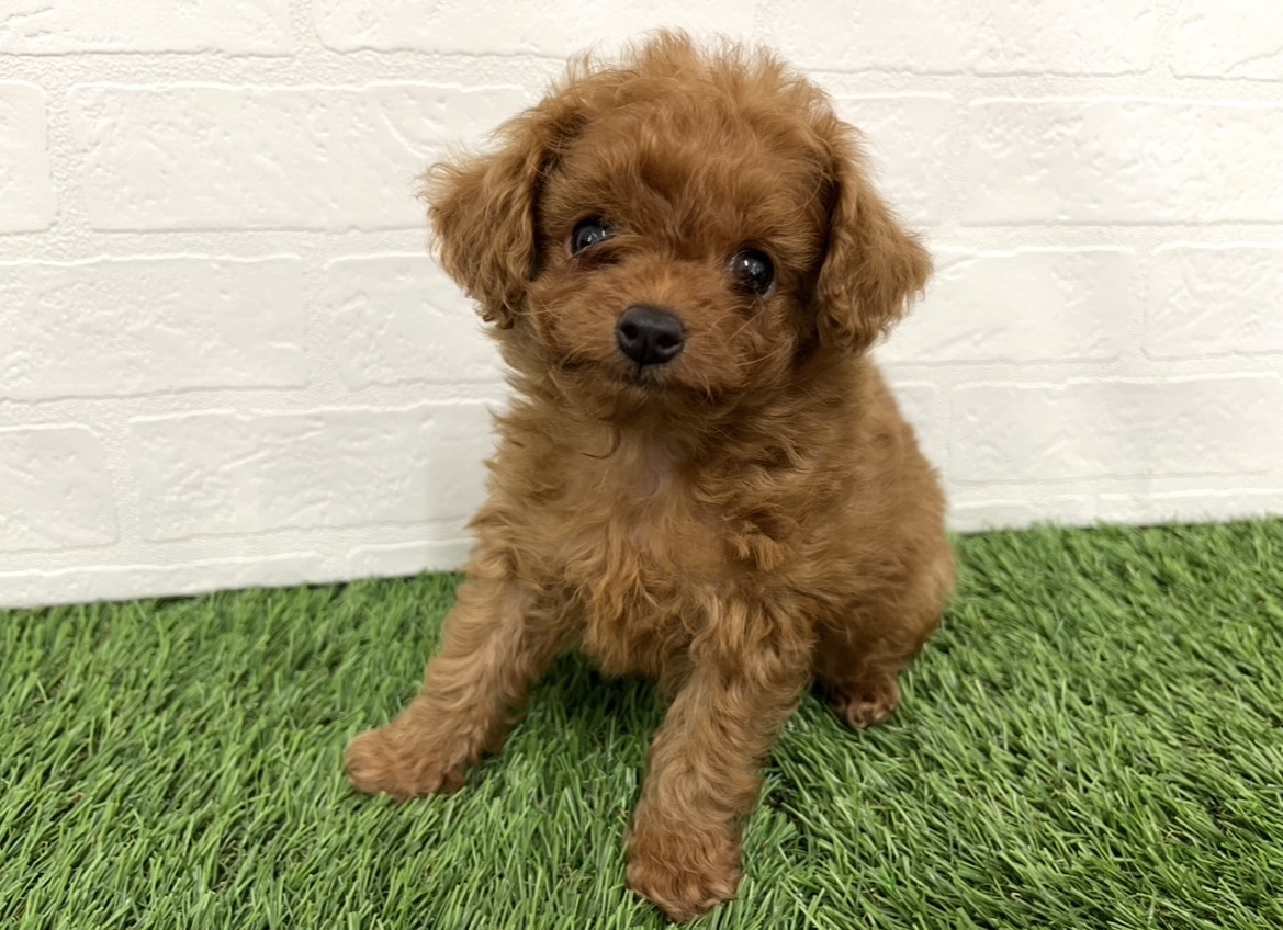 神奈川県のトイプードル(トイ) (ワンニャンハウス新山下店/2025年12月9日生まれ/男の子/レッド)の子犬の2枚目の画像