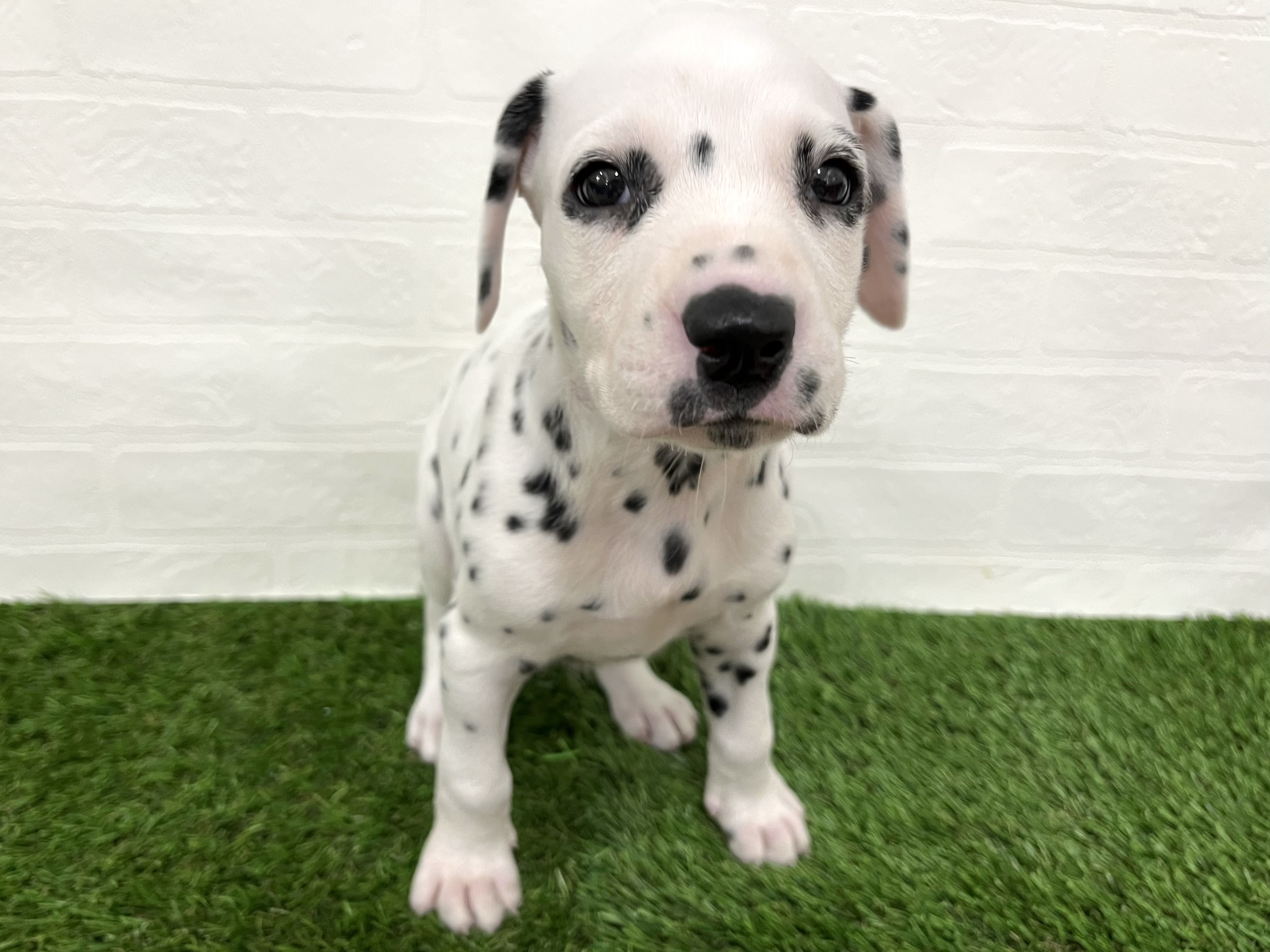 神奈川県のダルメシアン (ワンニャンハウス新山下店/2025年8月29日生まれ/女の子/ホワイトブラック)の子犬の1枚目の画像