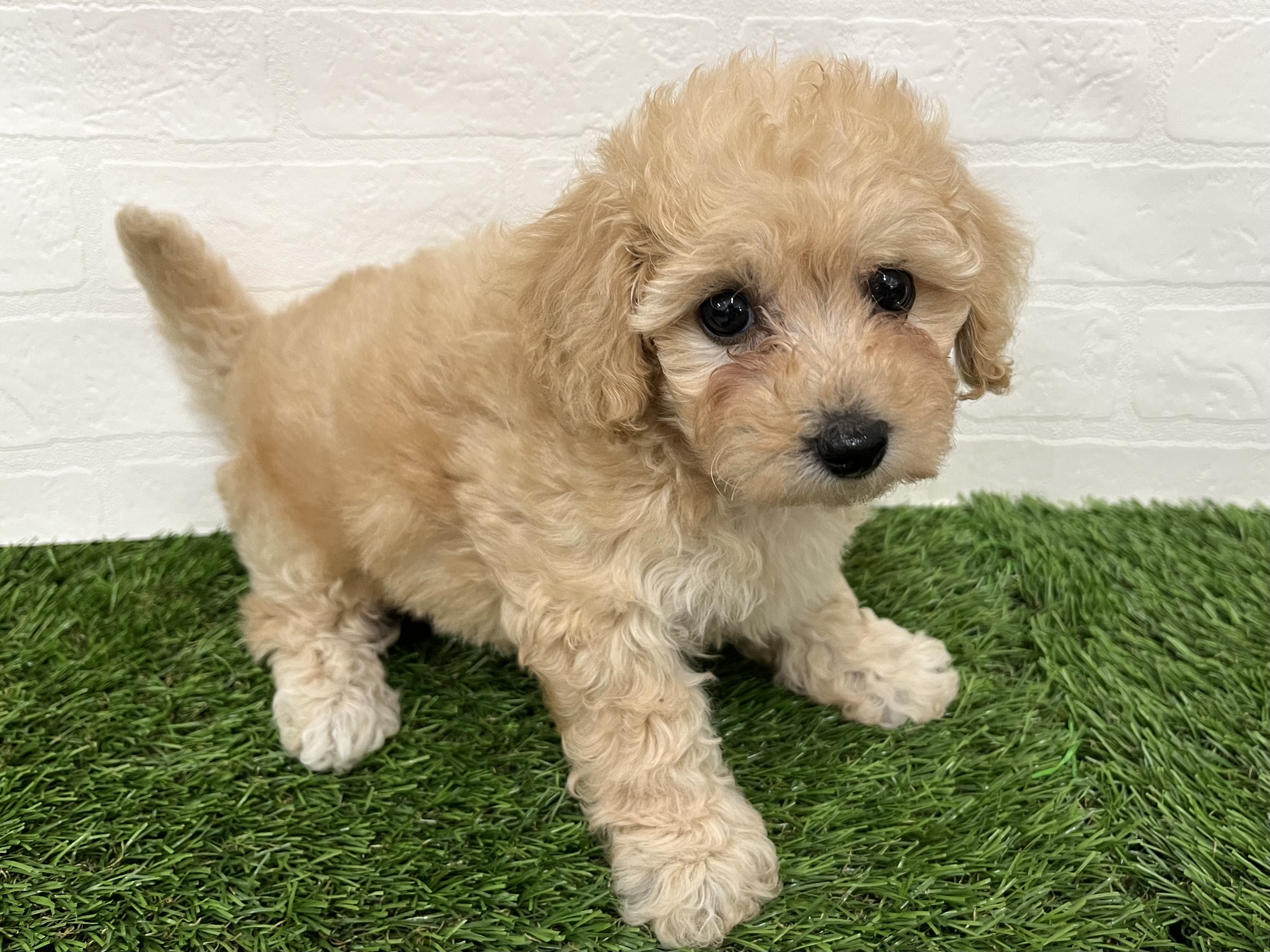 神奈川県のハーフ犬・ミックス犬 (ワンニャンハウス新山下店/2025年8月4日生まれ/女の子/アプリコット)の子犬の3枚目の画像