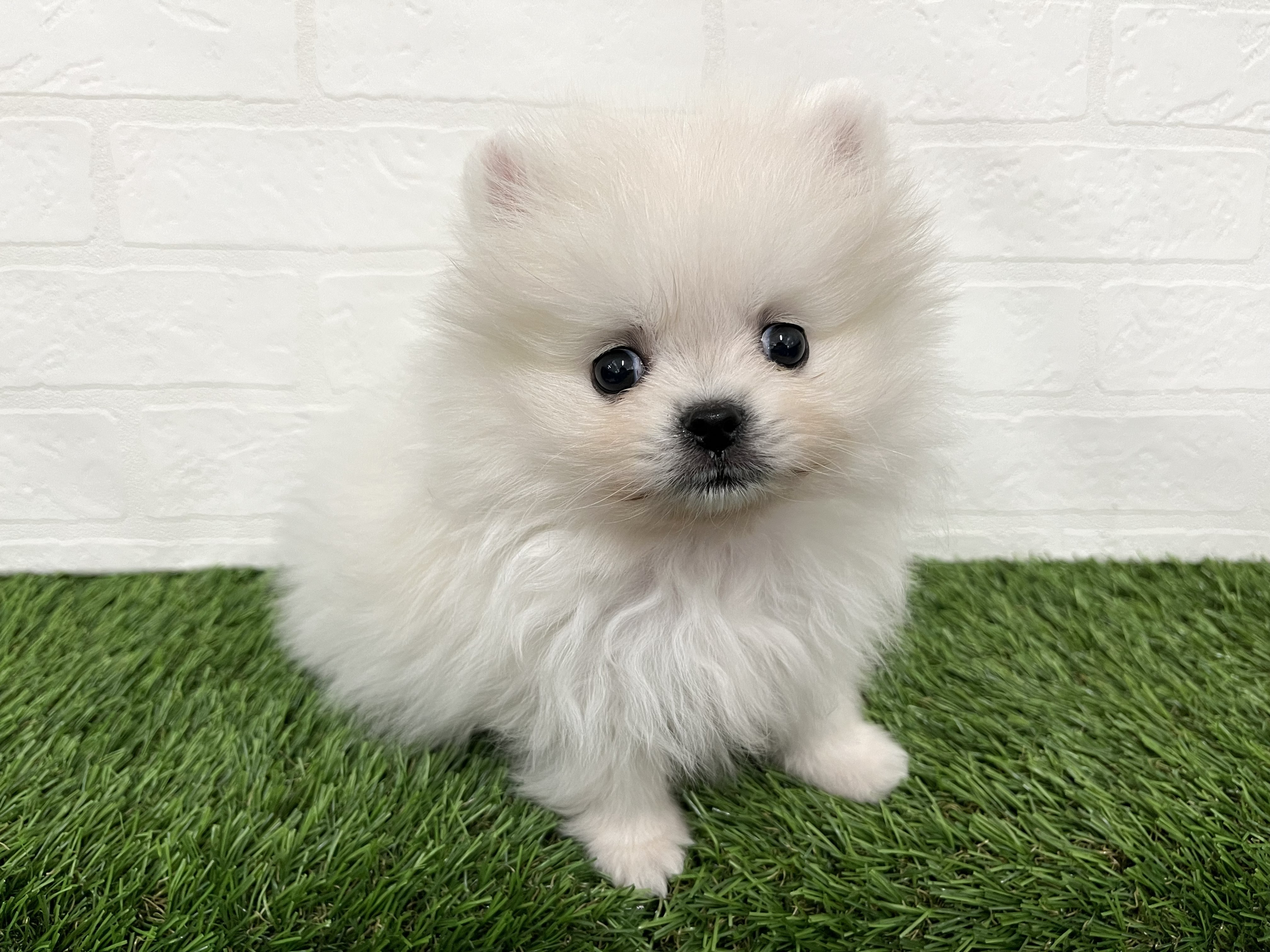 神奈川県のポメラニアン (ワンニャンハウス新山下店/2025年12月30日生まれ/男の子/クリーム)の子犬の4枚目の画像