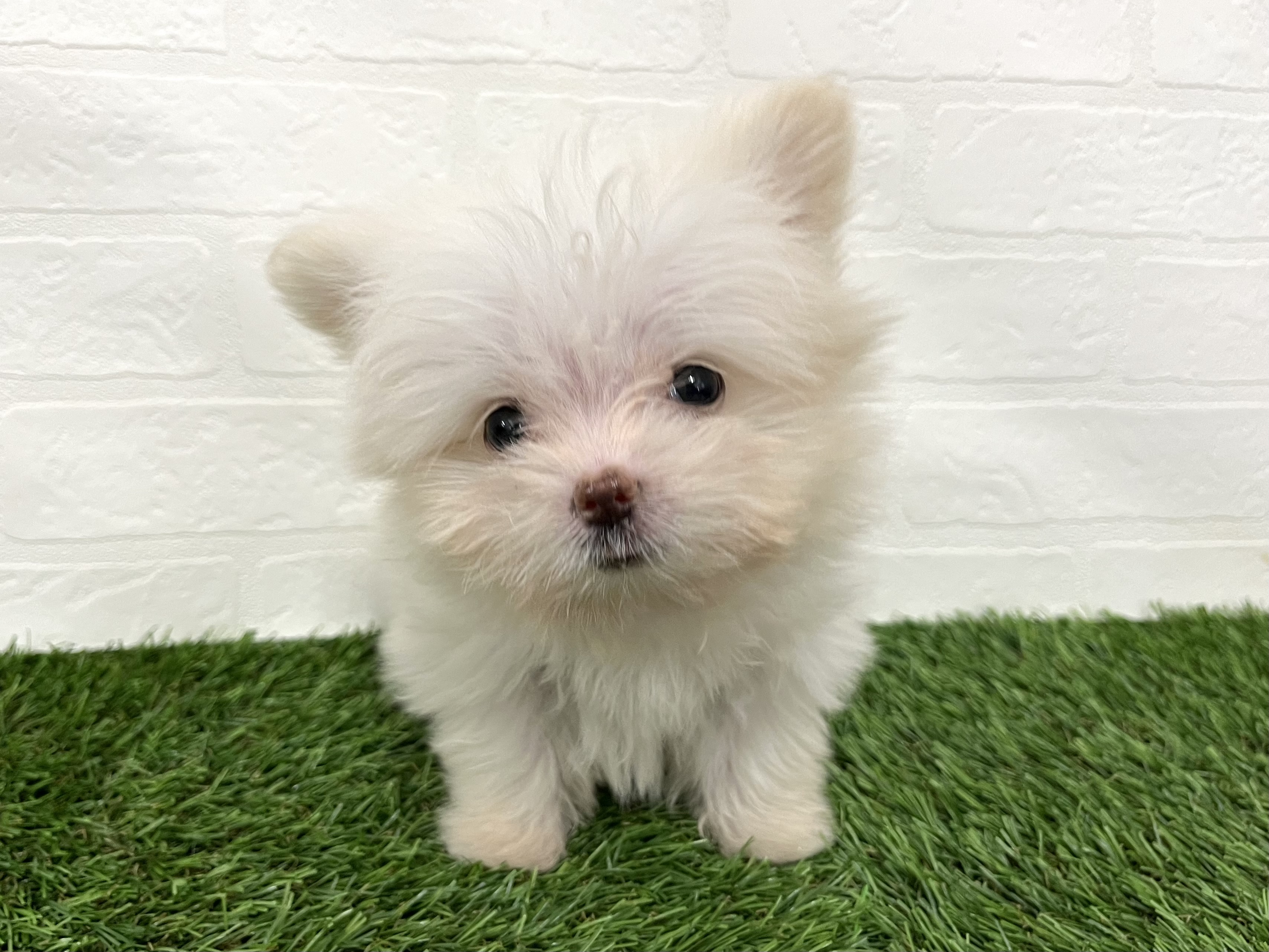 神奈川県のハーフ犬・ミックス犬 (ワンニャンハウス新山下店/2025年8月1日生まれ/男の子/クリーム)の子犬の1枚目の画像