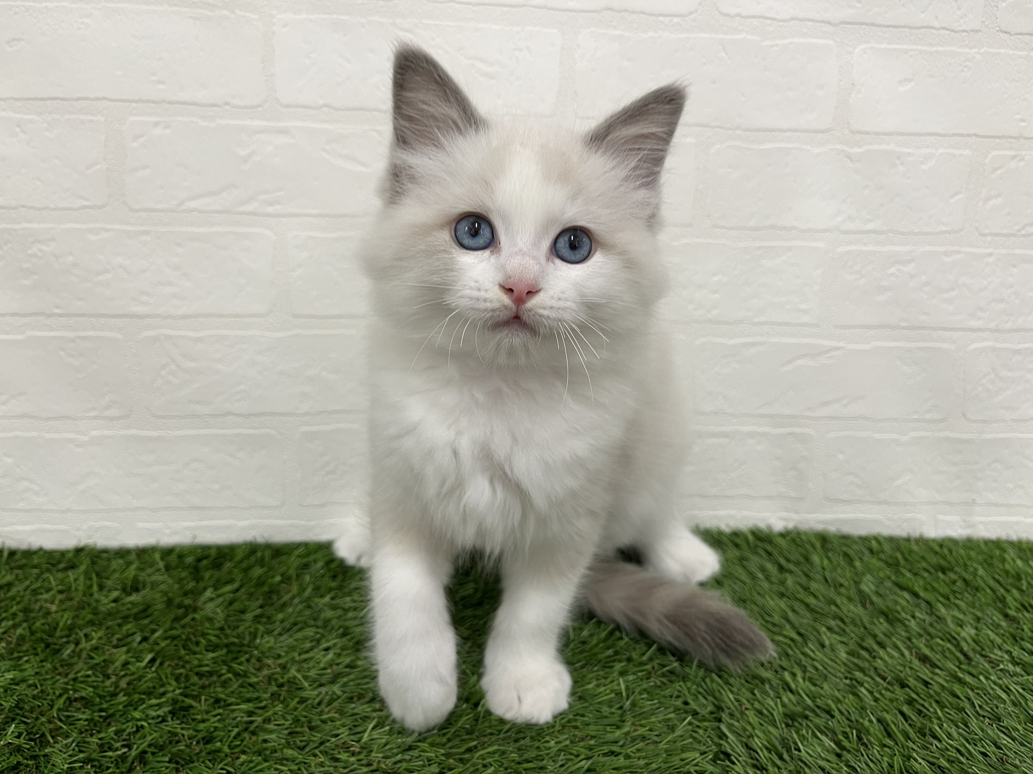 神奈川県のラグドール (ワンニャンハウス新山下店/2026年2月6日生まれ/男の子/ブルーポイントバイカラー)の子猫の1枚目の画像