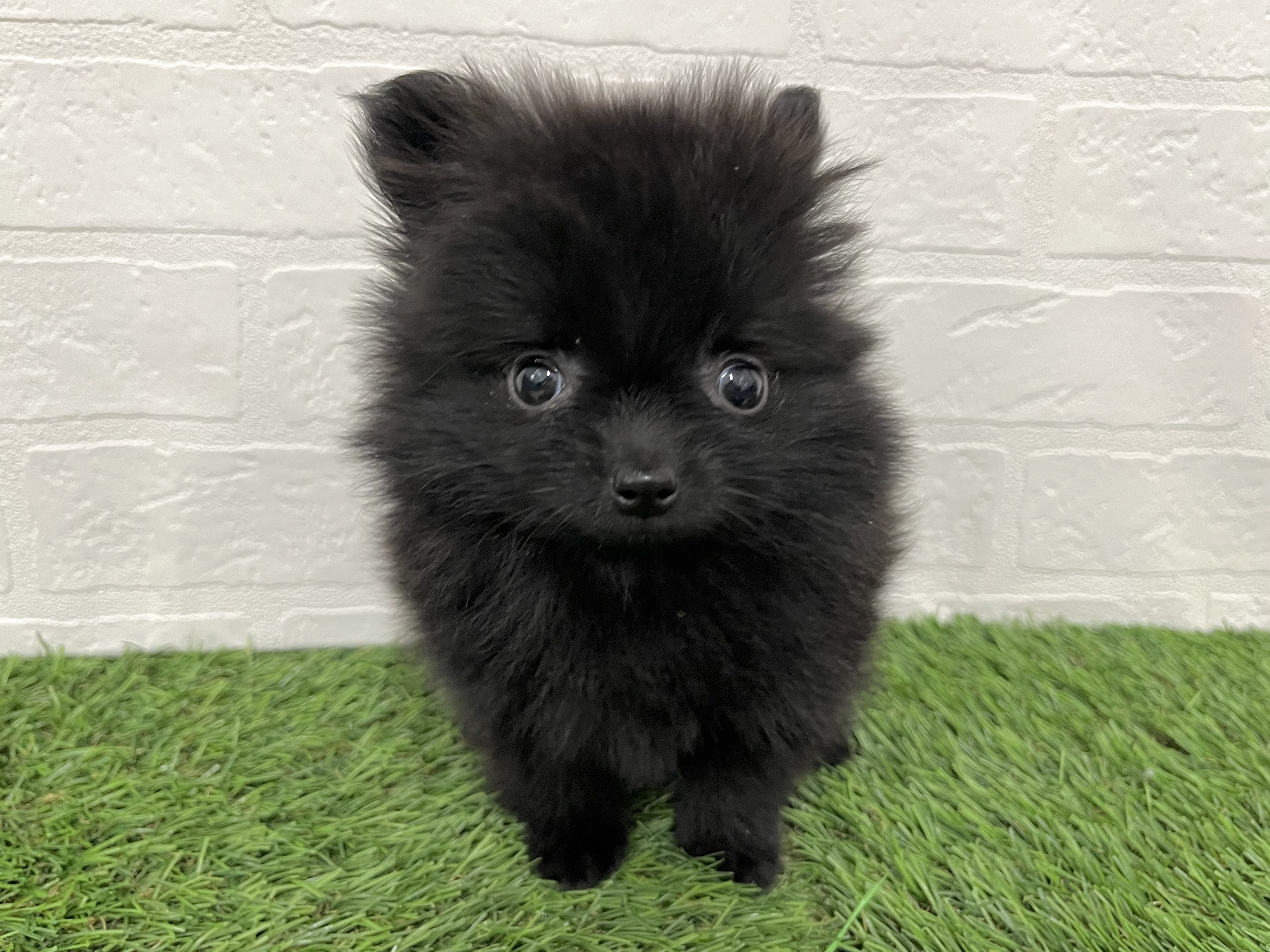 神奈川県のポメラニアン (ワンニャンハウス新山下店/2026年1月12日生まれ/女の子/ブラック)の子犬