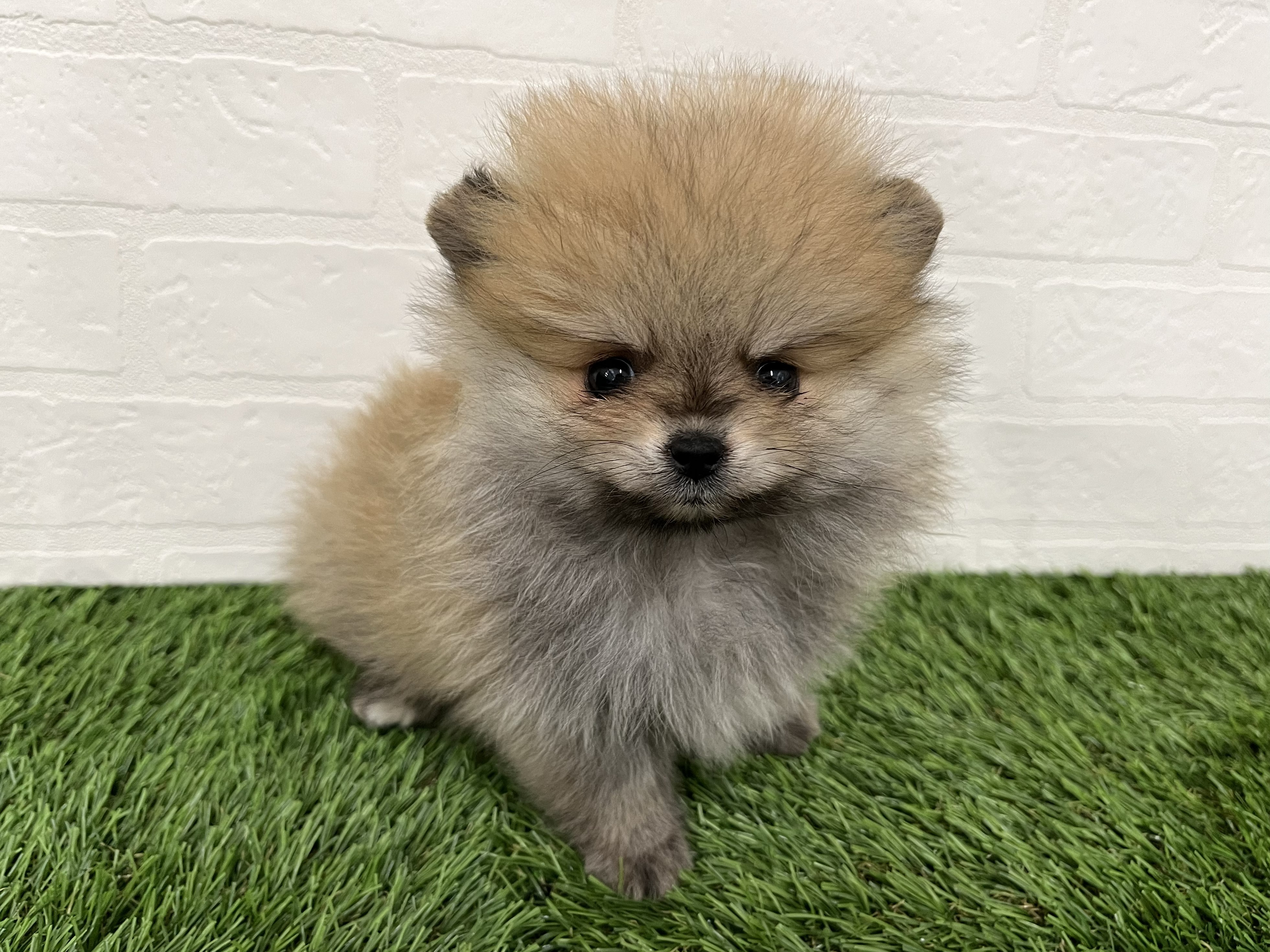 神奈川県のポメラニアン (ワンニャンハウス新山下店/2025年12月30日生まれ/女の子/オレンジ)の子犬の4枚目の画像