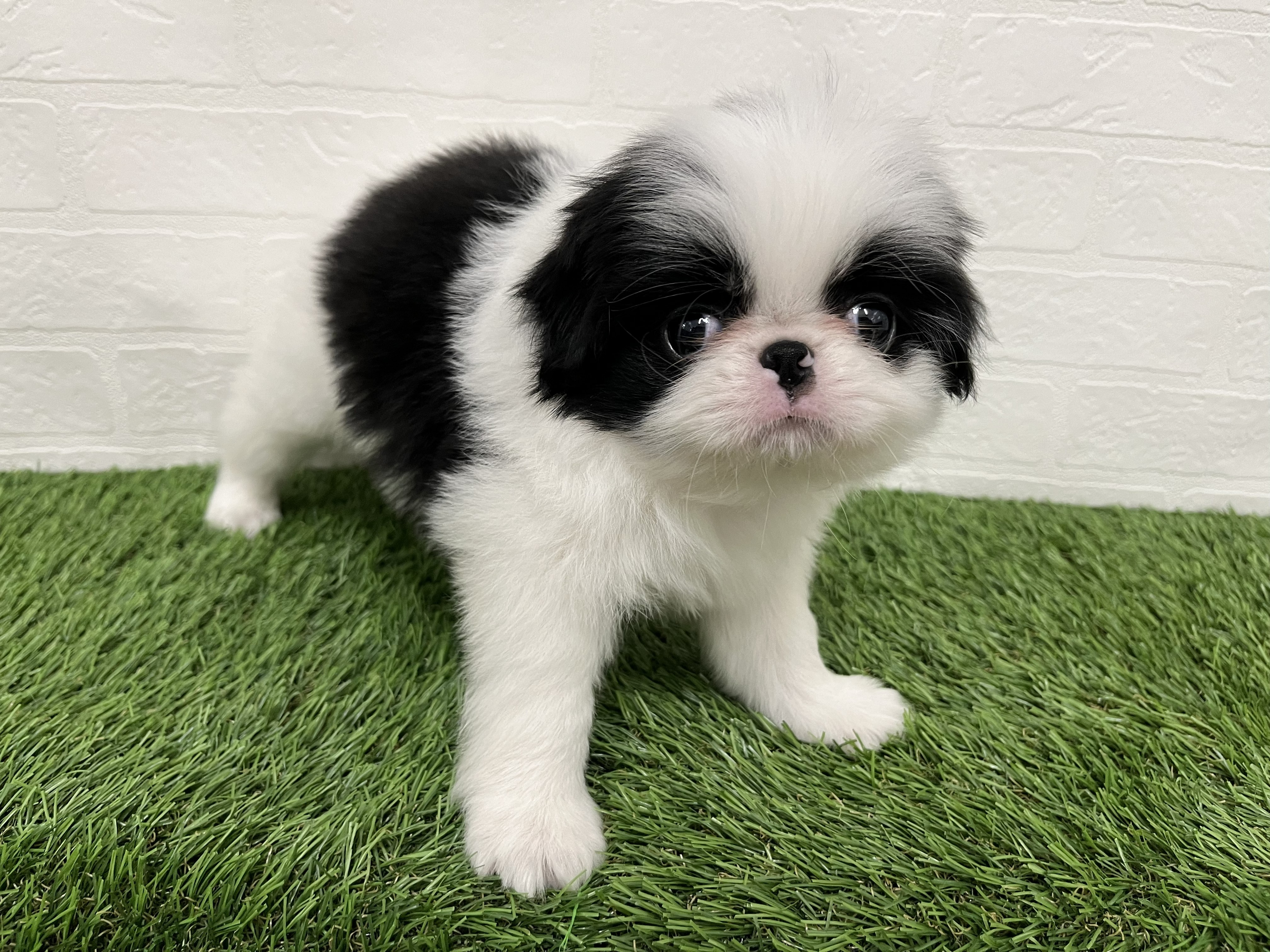 神奈川県の狆 (ワンニャンハウス新山下店/2026年3月6日生まれ/男の子/白黒)の子犬の4枚目の画像