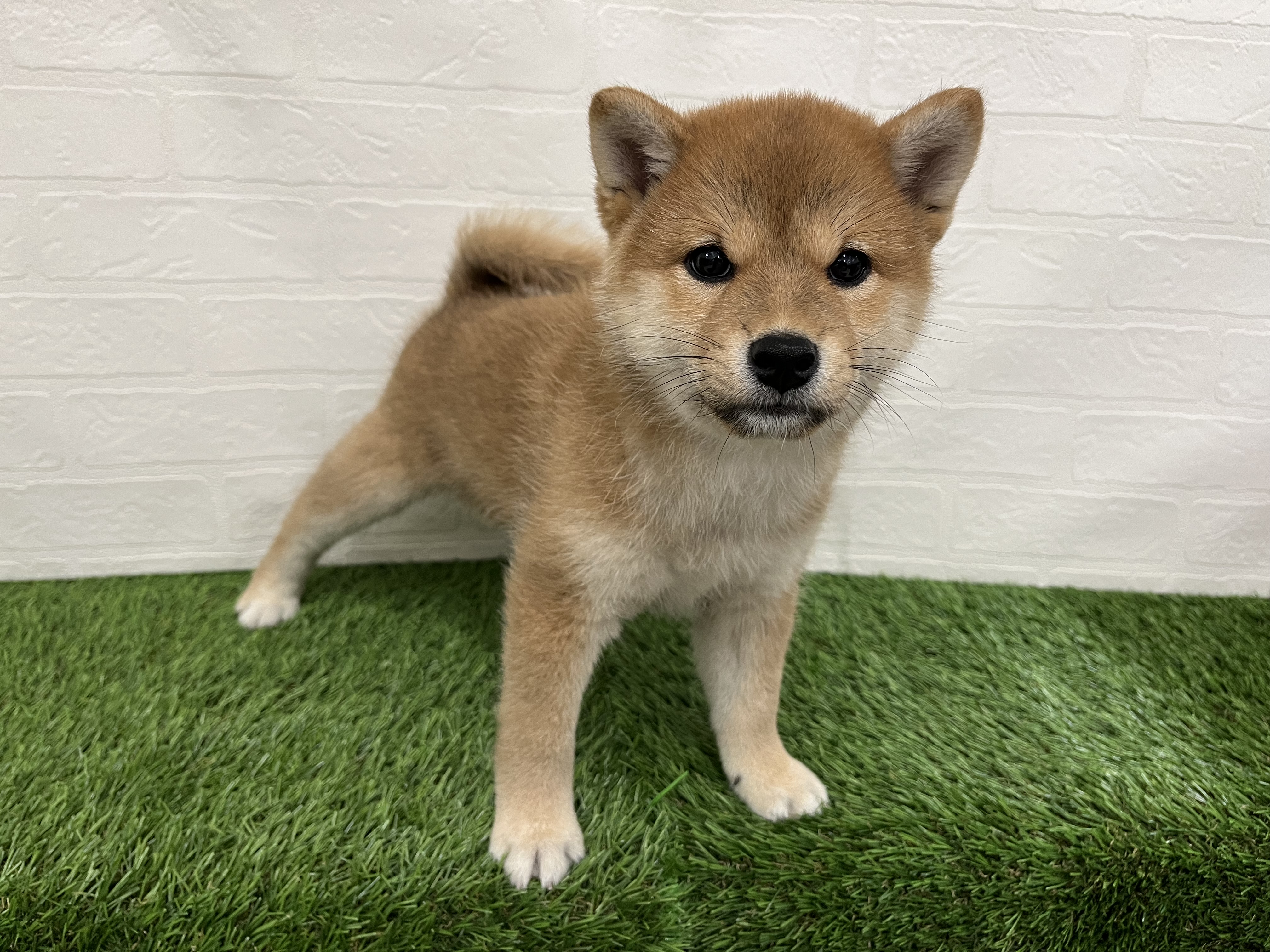 神奈川県の柴犬(標準サイズ) (ワンニャンハウス新山下店/2026年6月24日生まれ/女の子/赤)の子犬の4枚目の画像