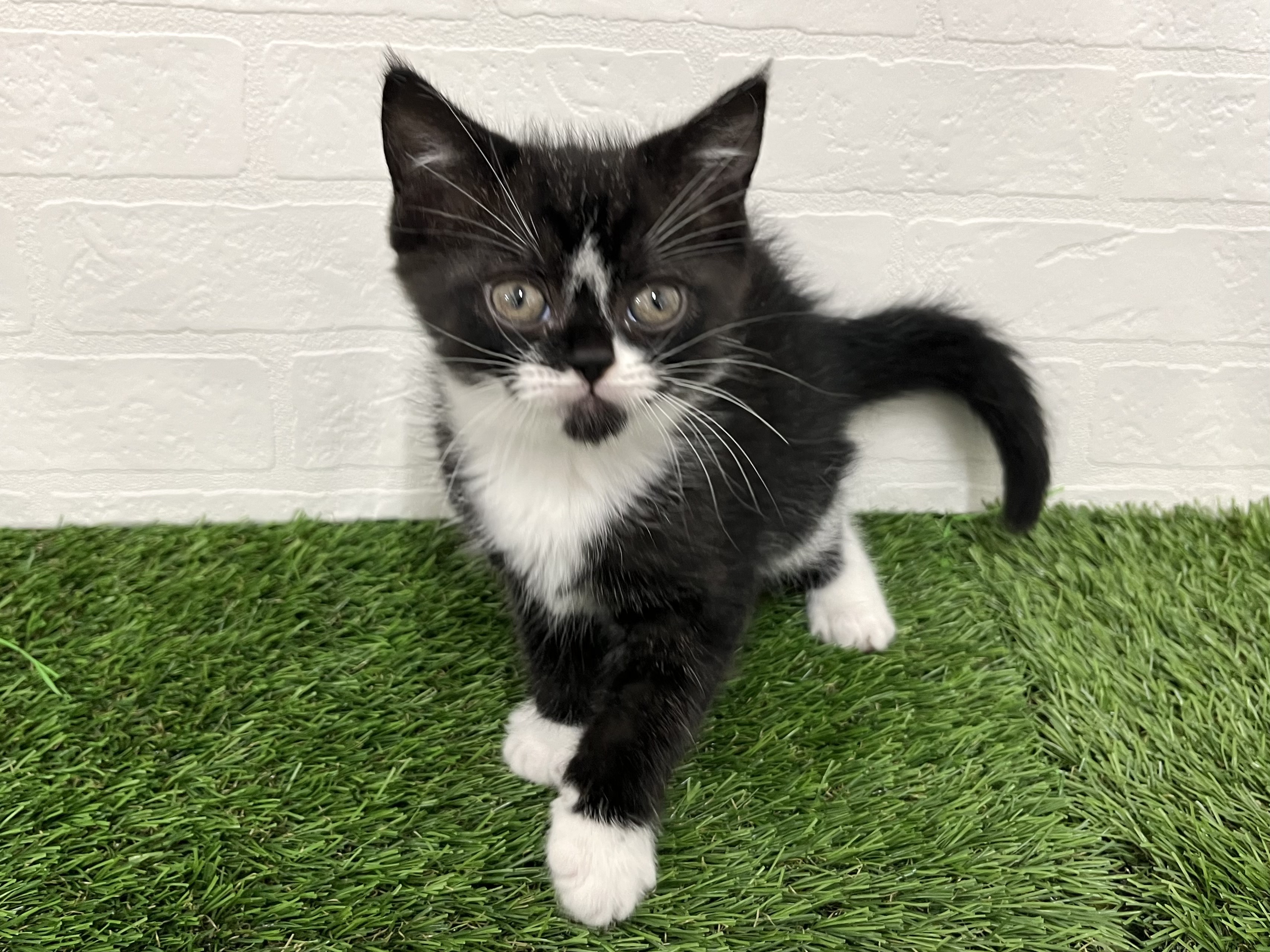 神奈川県のスコティッシュフォールド (ワンニャンハウス新山下店/2025年9月16日生まれ/男の子/ブラックホワイト)の子猫の3枚目の画像