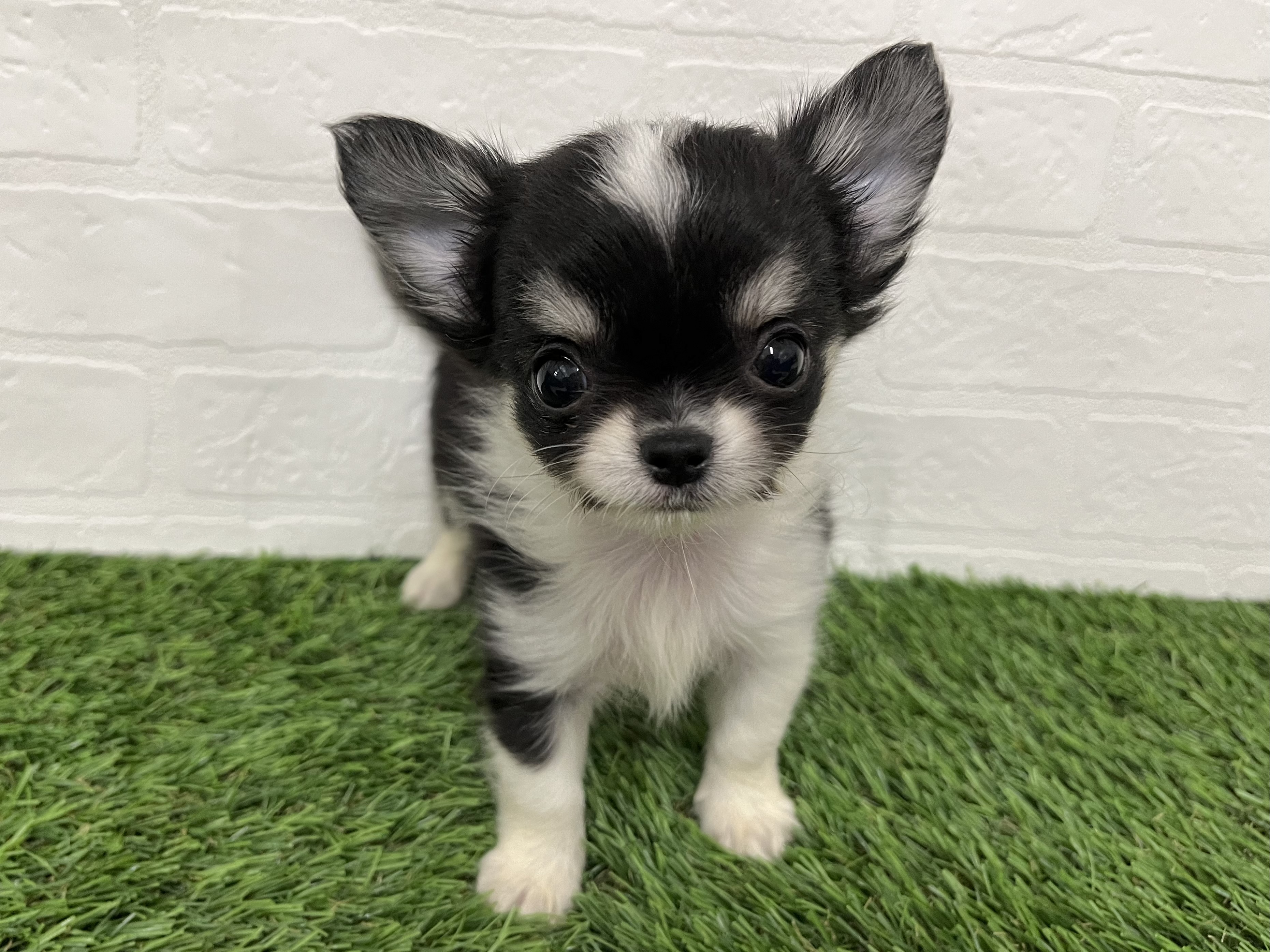 神奈川県のチワワ(ロング) (ワンニャンハウス新山下店/2025年10月28日生まれ/女の子/ブラックタンホワイト)の子犬の1枚目の画像