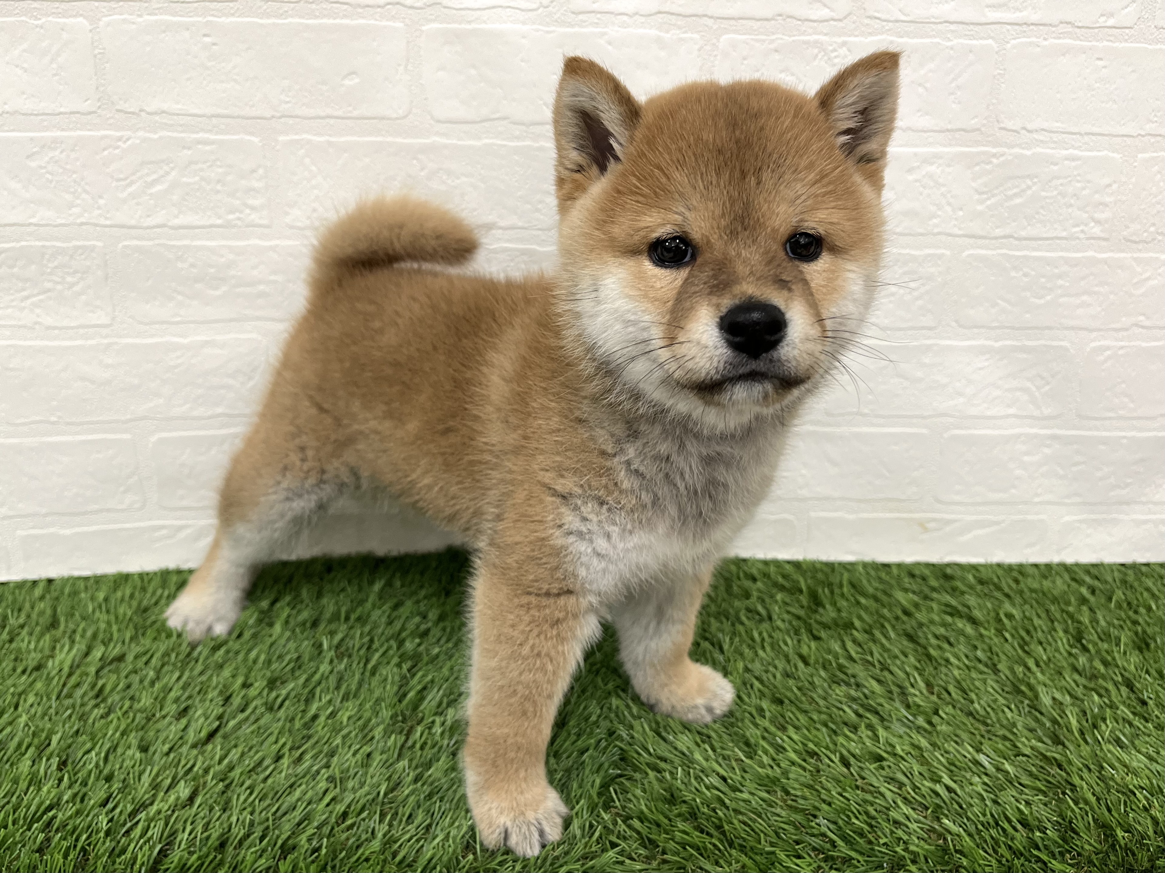 神奈川県の柴犬(標準サイズ) (ワンニャンハウス新山下店/2025年8月25日生まれ/女の子/赤)の子犬の2枚目の画像