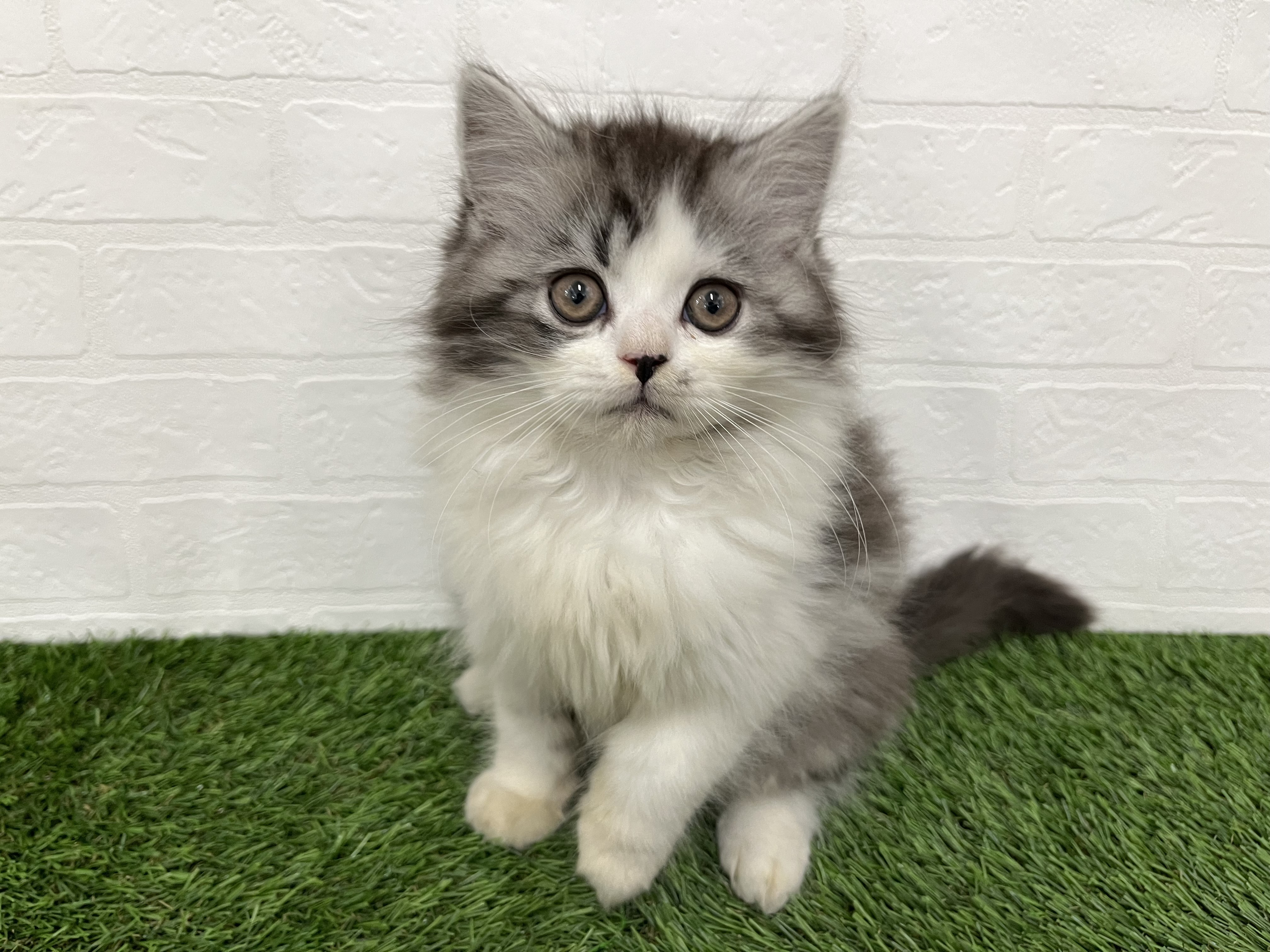 神奈川県のノルウェージャンフォレストキャット (ワンニャンハウス新山下店/2025年9月17日生まれ/男の子/ブルータビーホワイト)の子猫の1枚目の画像
