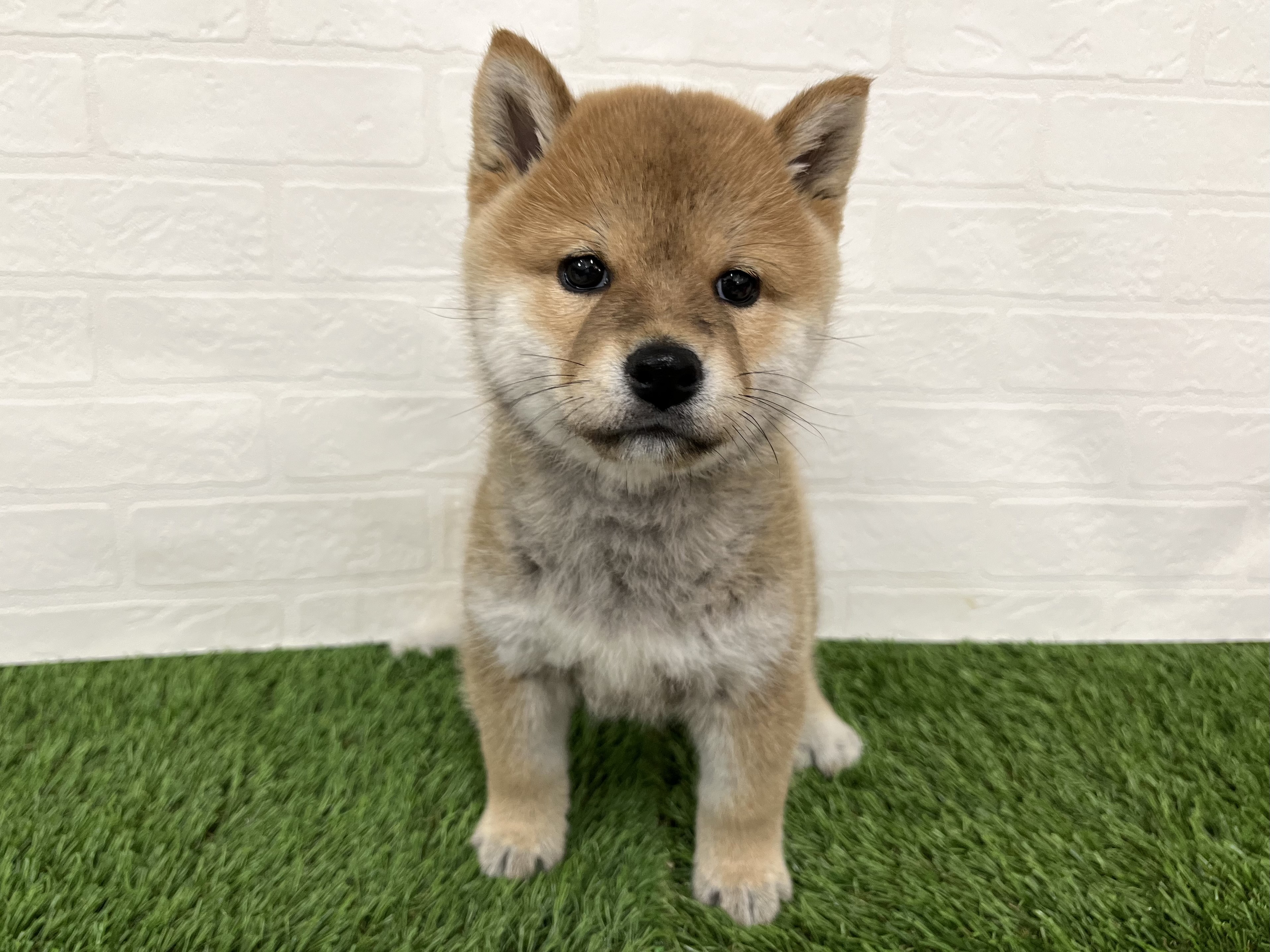 神奈川県の柴犬(標準サイズ) (ワンニャンハウス新山下店/2025年8月25日生まれ/女の子/赤)の子犬の1枚目の画像