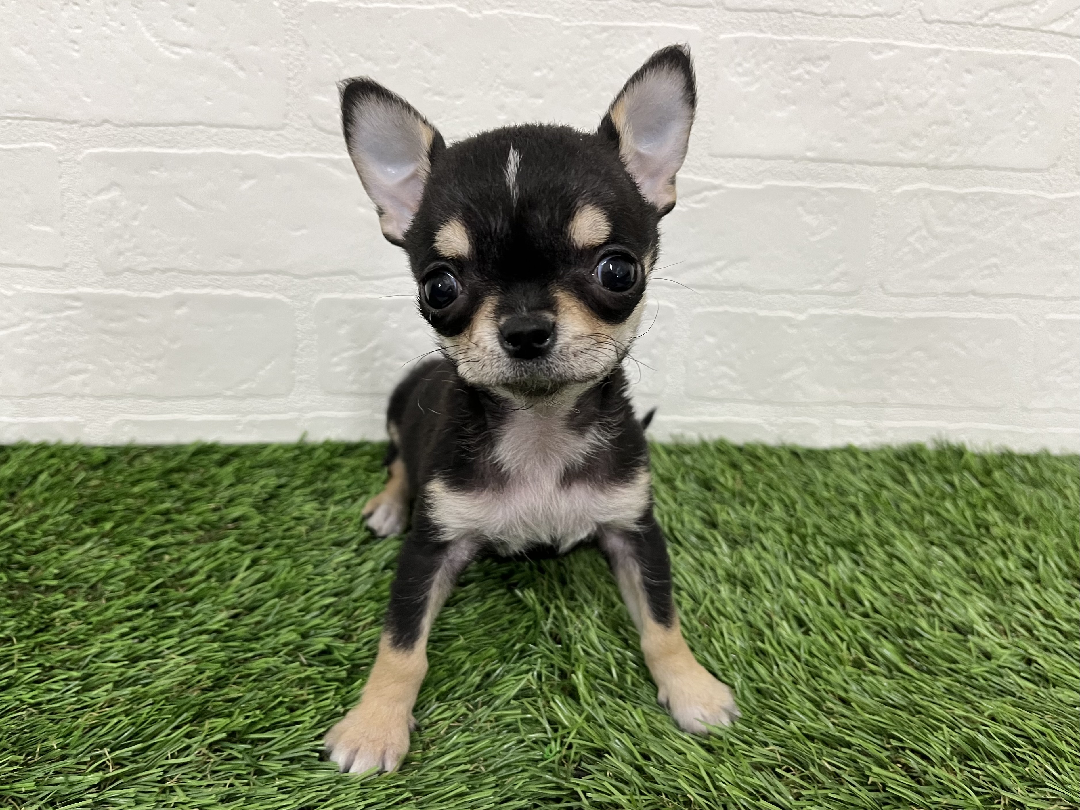 神奈川県のチワワ(ロング) (ワンニャンハウス新山下店/2025年11月14日生まれ/女の子/ブラックタンホワイト)の子犬の1枚目の画像