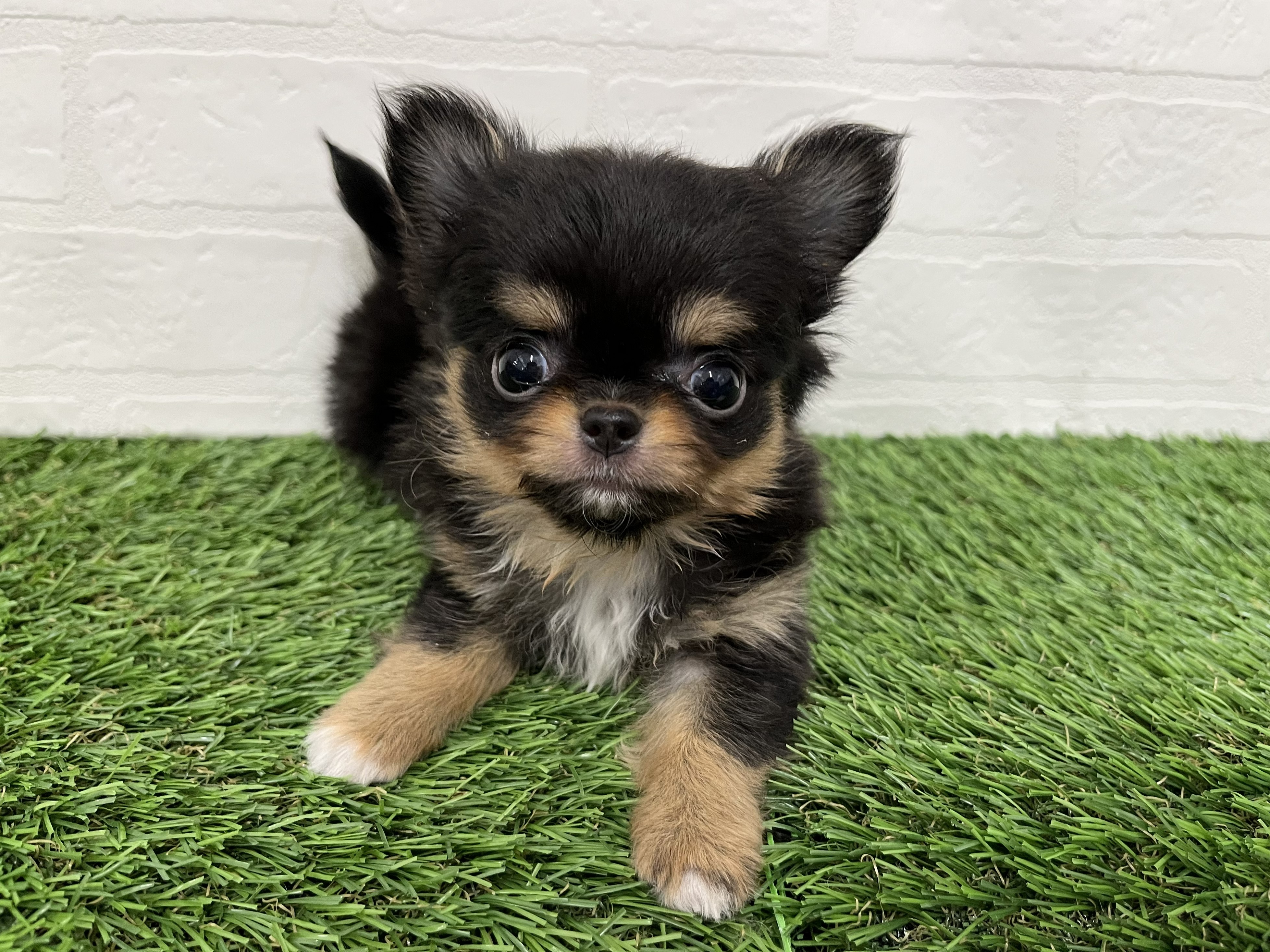 神奈川県のチワワ(ロング) (ワンニャンハウス新山下店/2026年2月9日生まれ/女の子/ブラックタンホワイト)の子犬の3枚目の画像