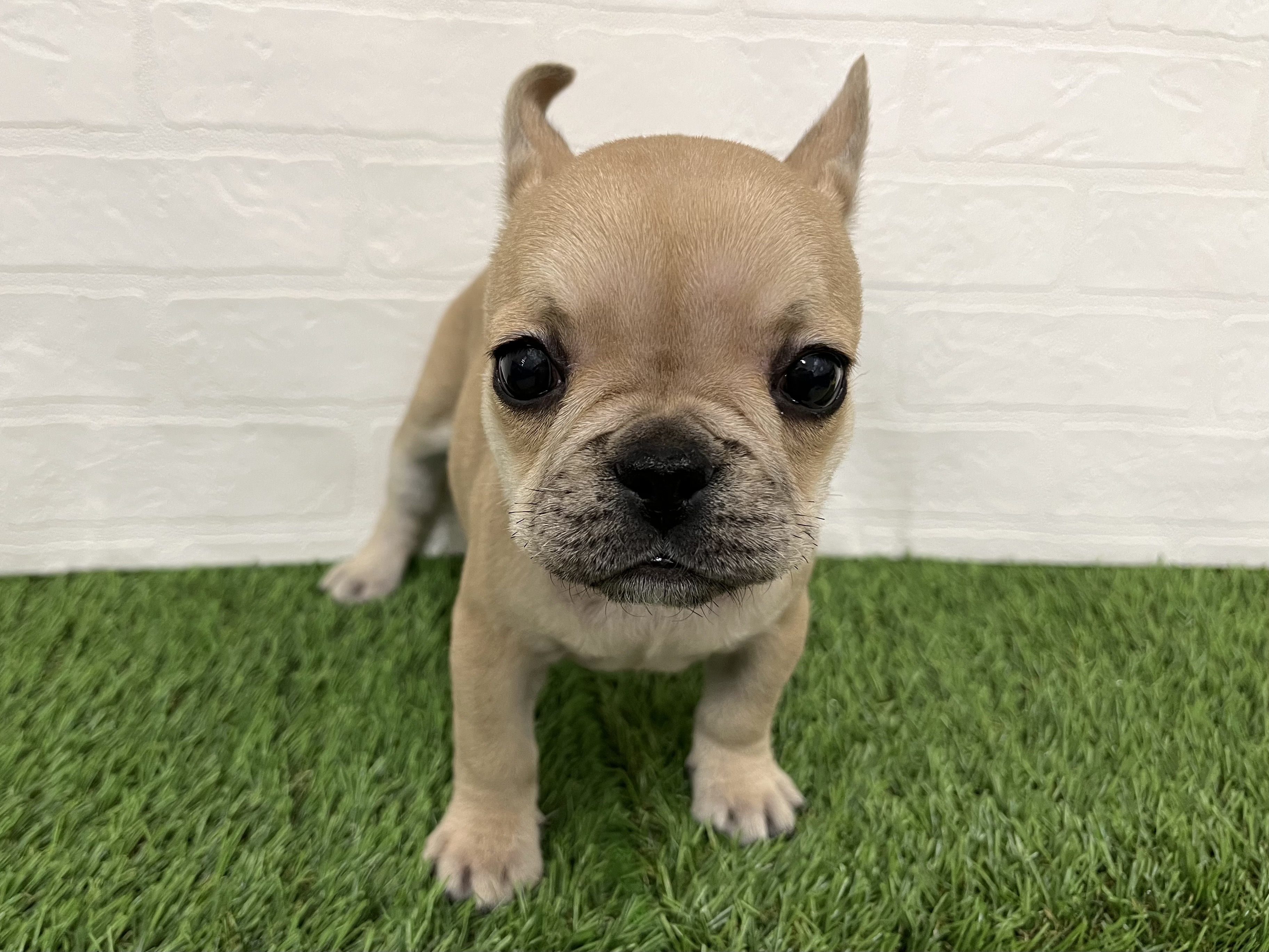 神奈川県のフレンチブルドッグ (ワンニャンハウス新山下店/2025年10月6日生まれ/女の子/フォーン)の子犬の1枚目の画像