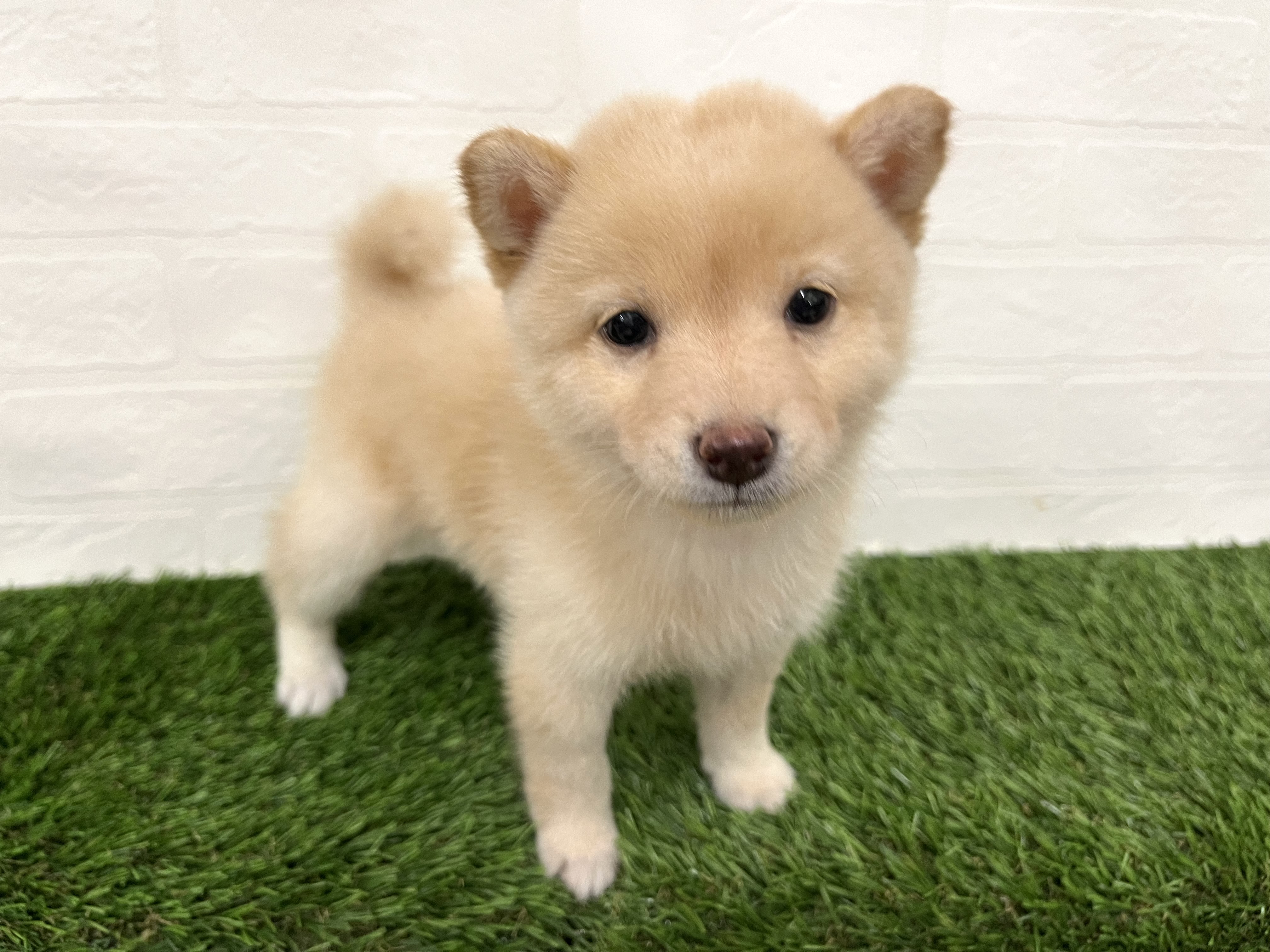 神奈川県の豆柴 (ワンニャンハウス新山下店/2025年8月12日生まれ/女の子/白)の子犬の3枚目の画像