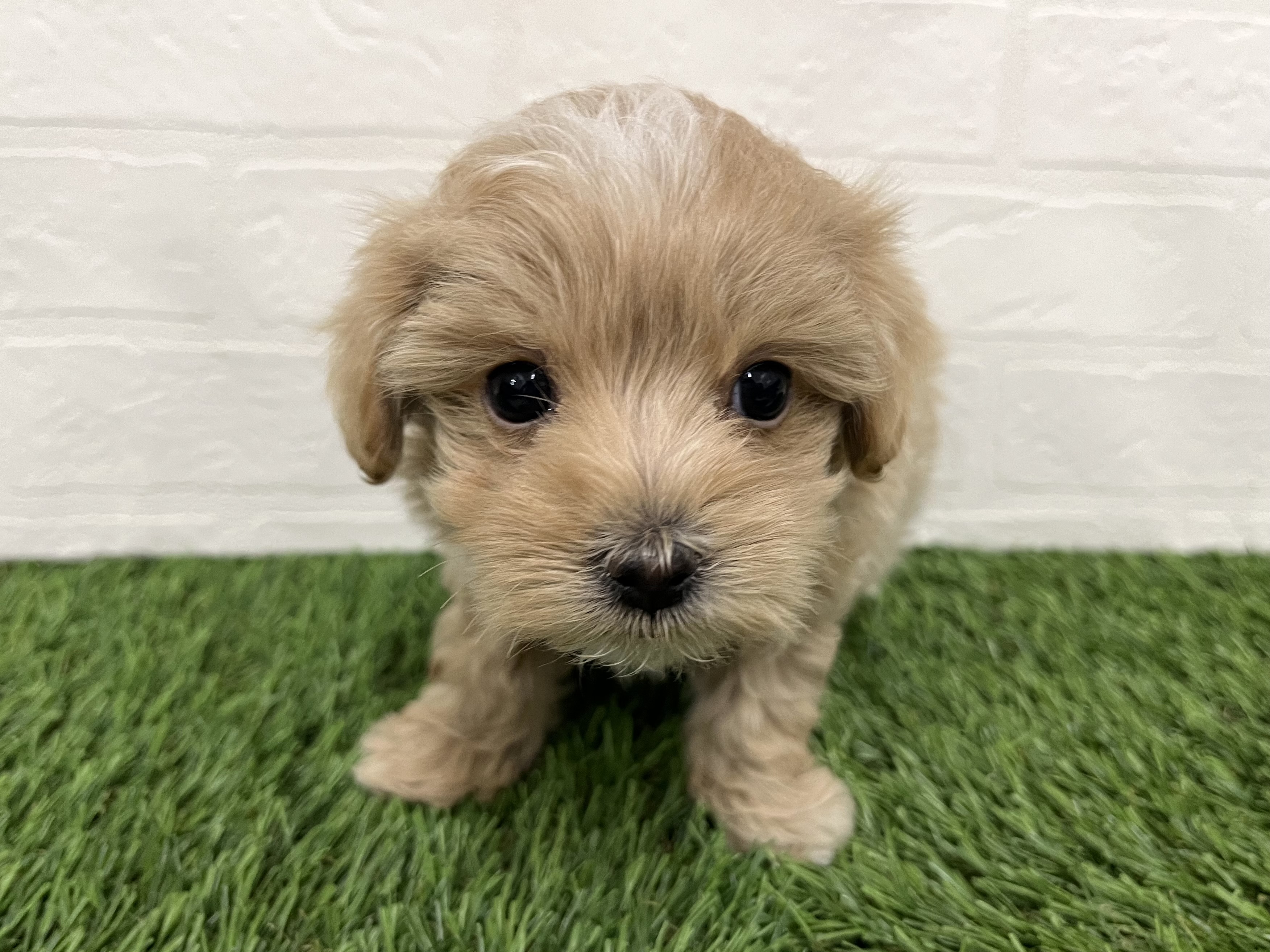 神奈川県のマルプー(マルチーズ×プードル) (ワンニャンハウス新山下店/2025年10月20日生まれ/男の子/アプリコット)の子犬の2枚目の画像