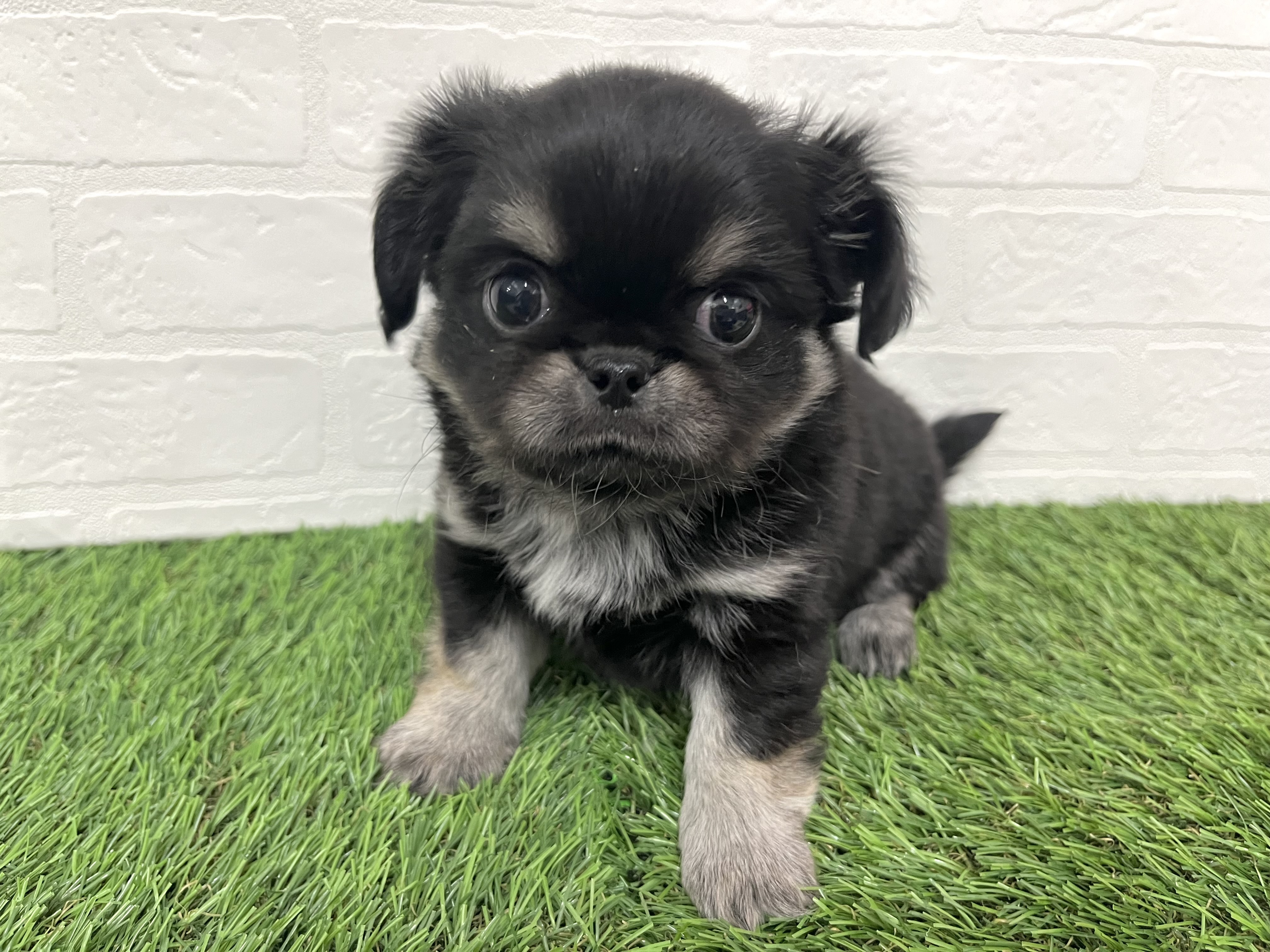 神奈川県のチワペキ/ペキチー/ペキチワ(チワワ×ペキニーズ) (ワンニャンハウス新山下店/2025年11月22日生まれ/男の子/ブラックタンホワイト)の子犬