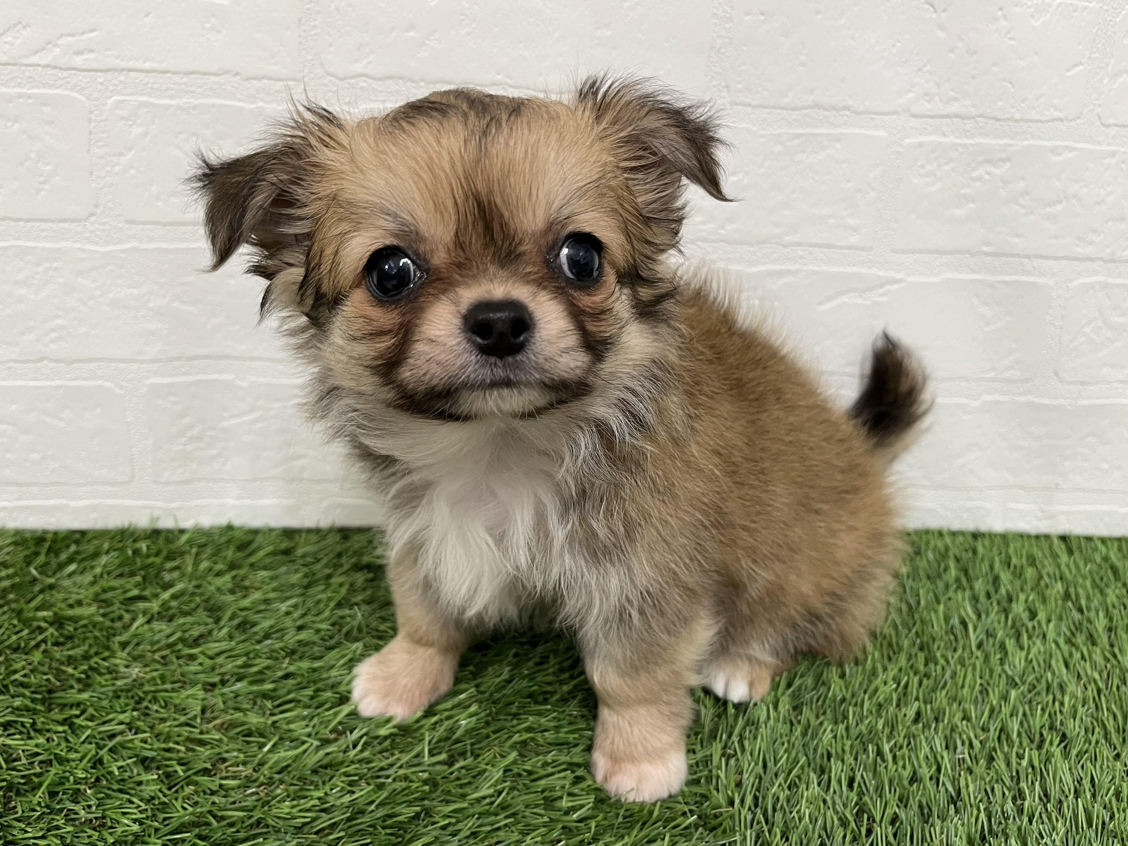 神奈川県のチワワ(ロング) (ワンニャンハウス新山下店/2026年2月17日生まれ/女の子/セーブルホワイト)の子犬の2枚目の画像