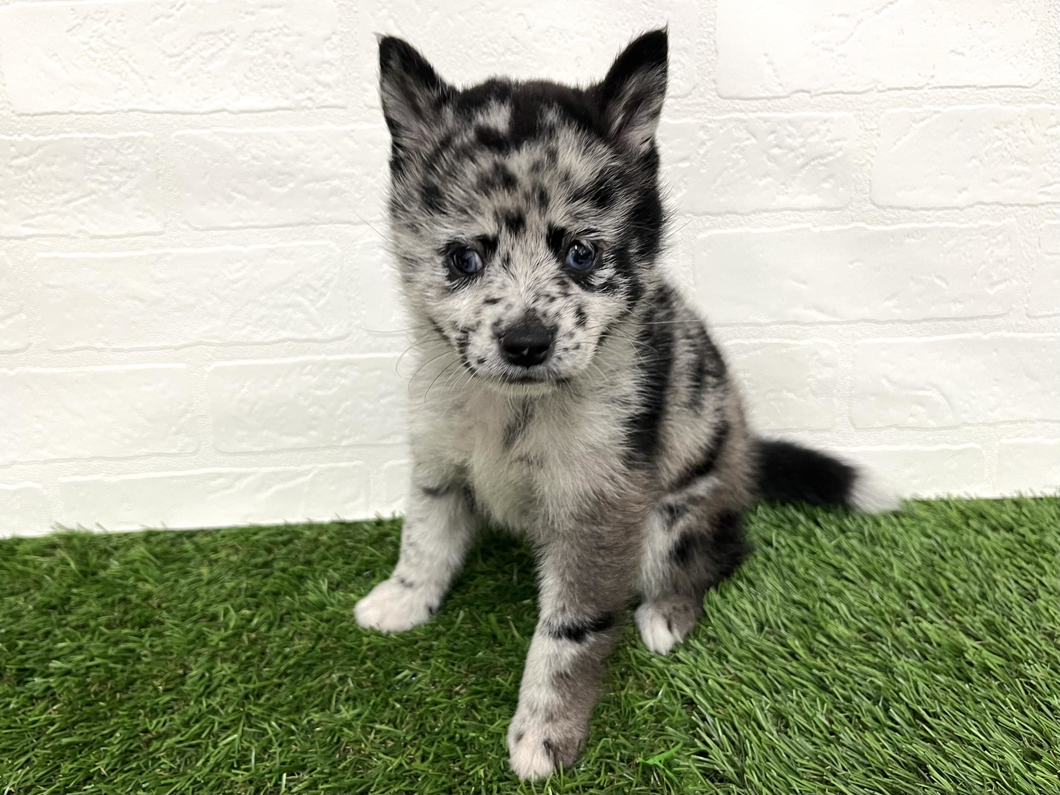 神奈川県のポメ柴/豆ポメ/ポメ豆柴(ポメラニアン×柴犬) (ワンニャンハウス新山下店/2025年8月30日生まれ/女の子/ブルーマール)の子犬の2枚目の画像