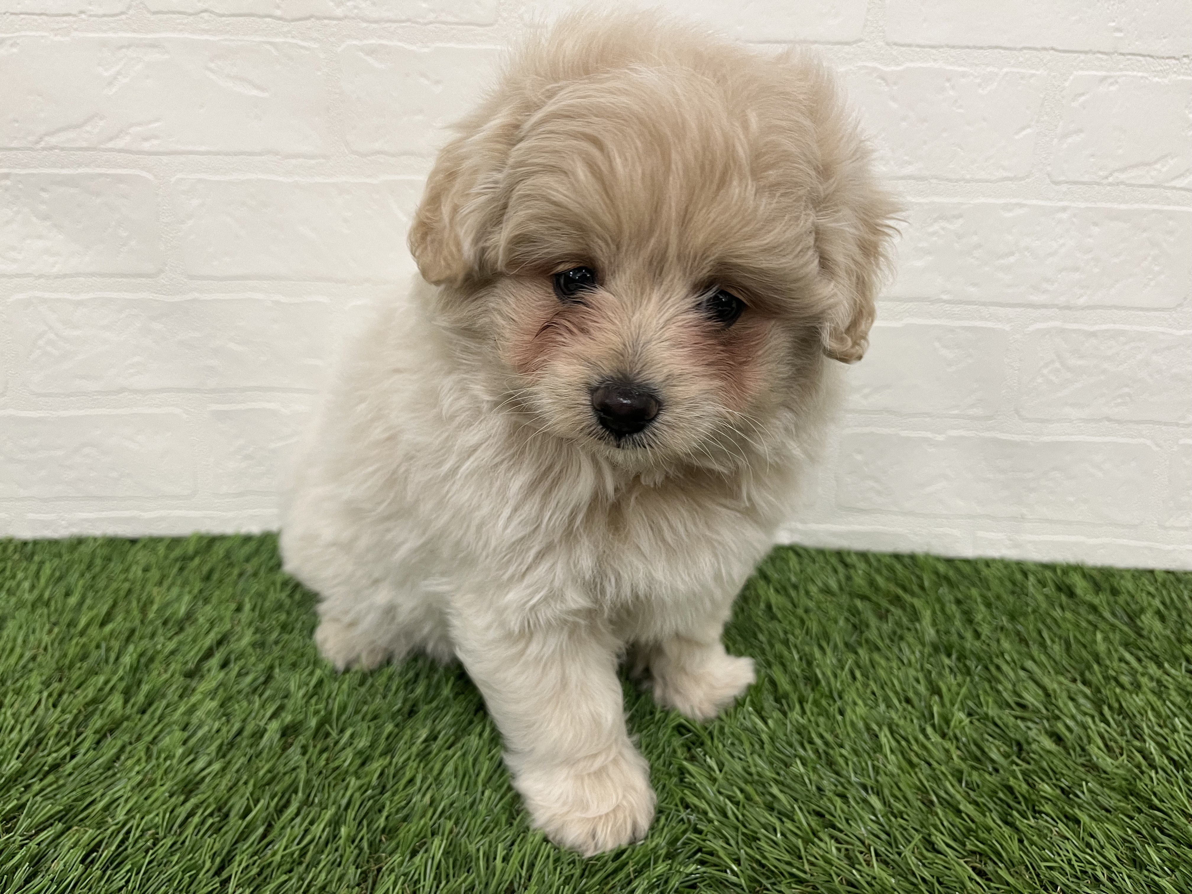 神奈川県のマルプー(マルチーズ×プードル) (ワンニャンハウス新山下店/2025年10月4日生まれ/男の子/ホワイトクリーム)の子犬の3枚目の画像