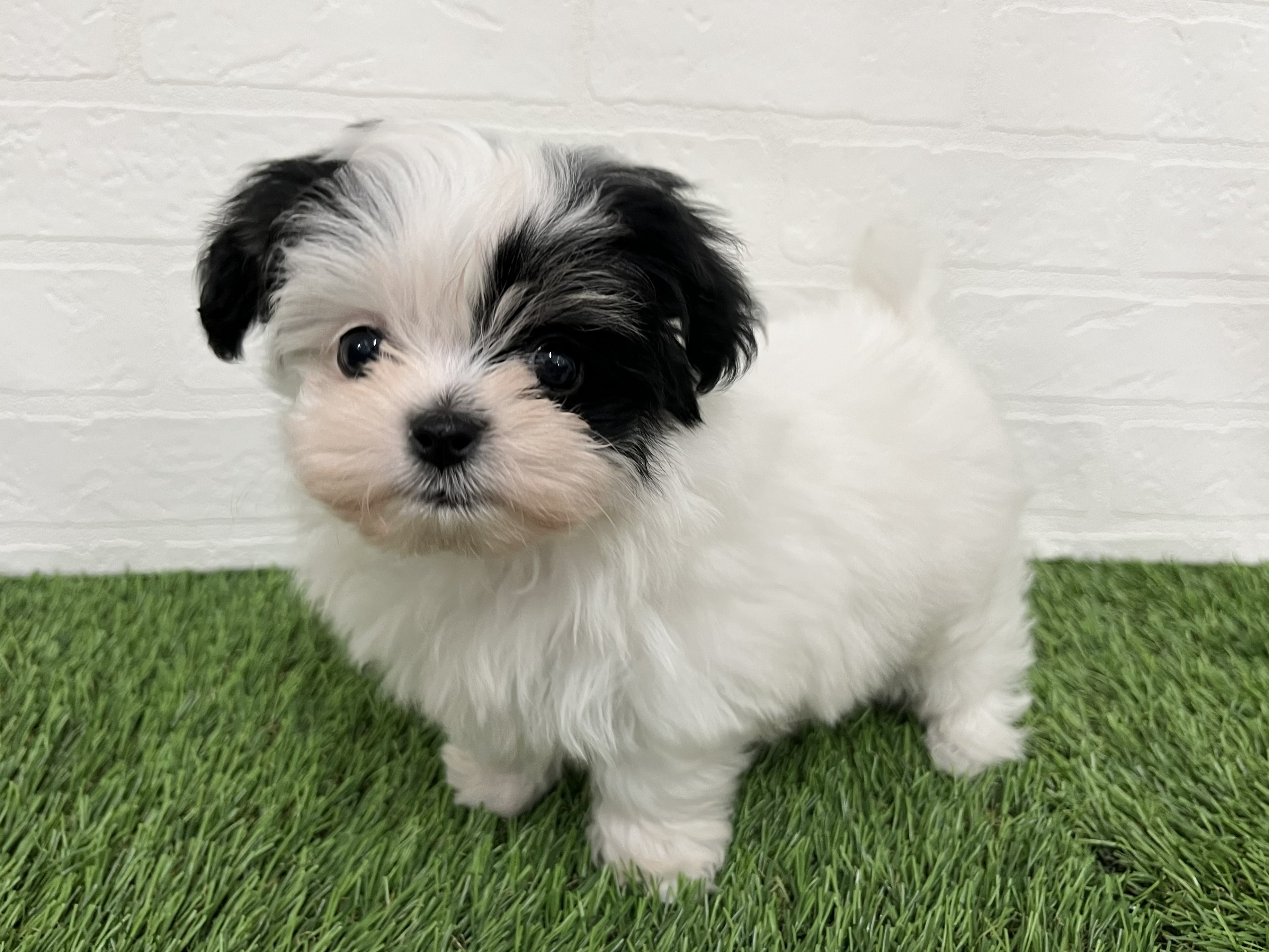 神奈川県のハーフ犬・ミックス犬 (ワンニャンハウス新山下店/2026年3月2日生まれ/女の子/ホワイトブラック)の子犬の2枚目の画像
