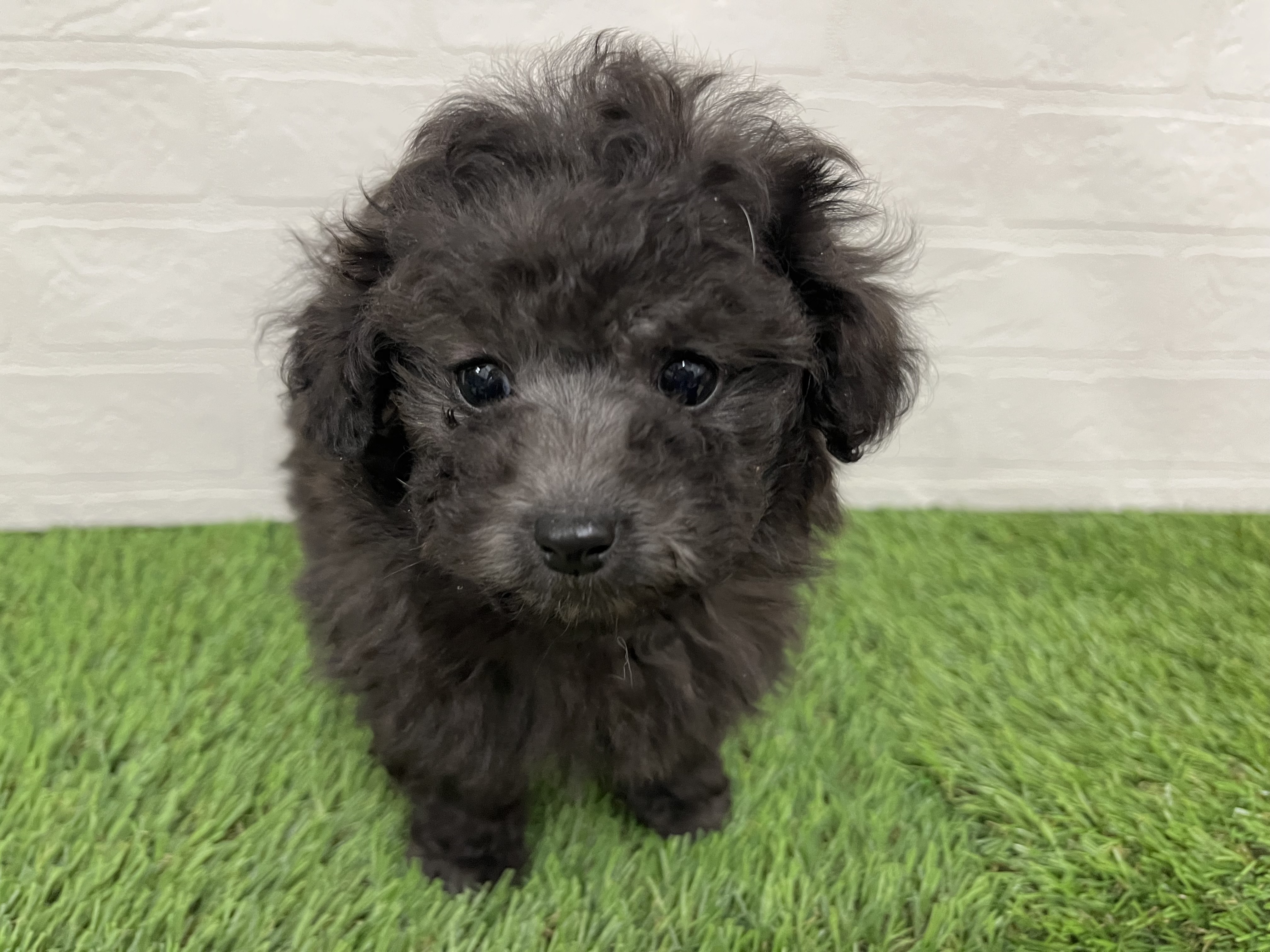 神奈川県のトイプードル(トイ) (ワンニャンハウス新山下店/2025年11月20日生まれ/男の子/シルバー)の子犬の1枚目の画像