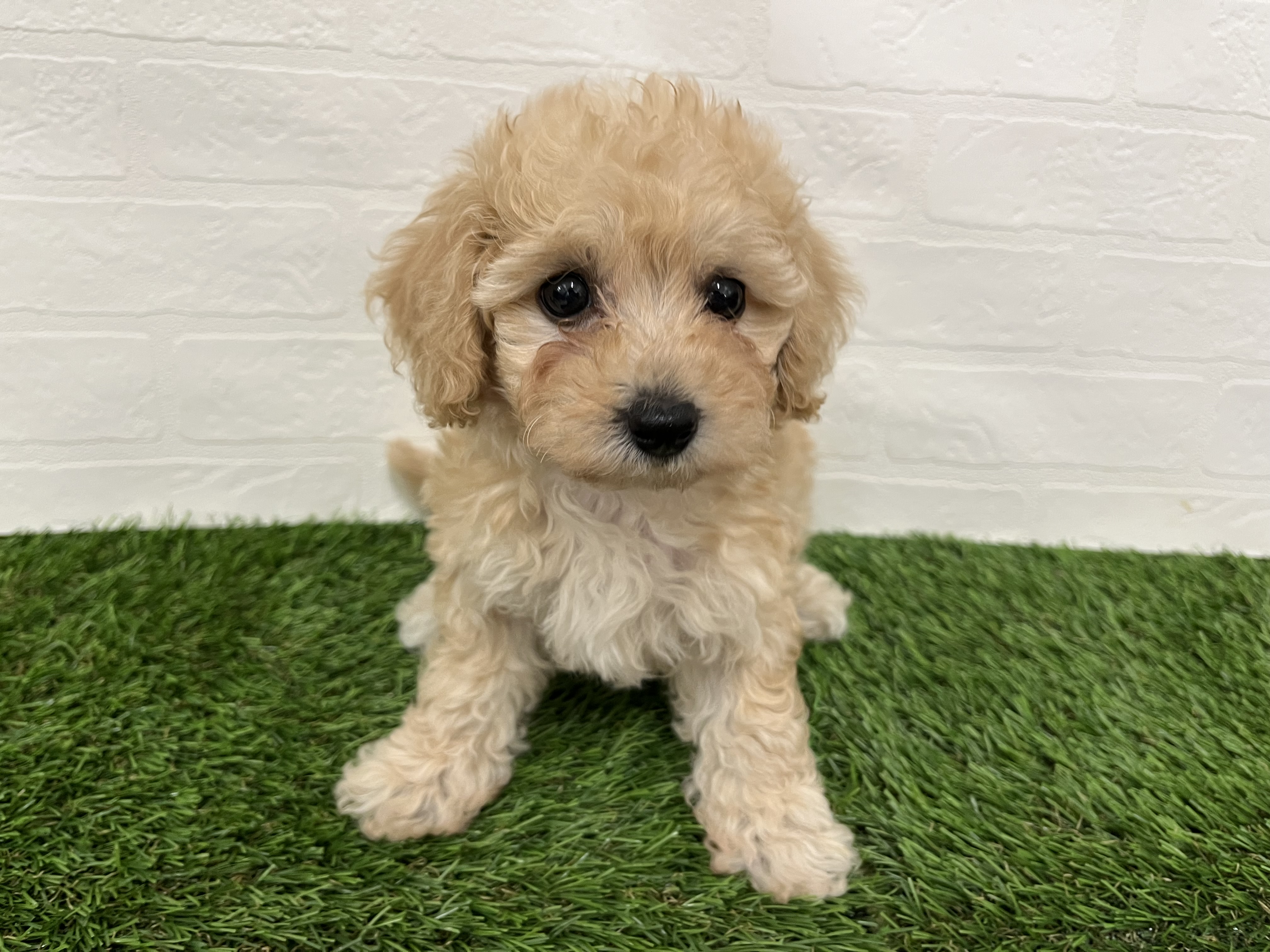 神奈川県のハーフ犬・ミックス犬 (ワンニャンハウス新山下店/2025年8月4日生まれ/女の子/アプリコット)の子犬の2枚目の画像