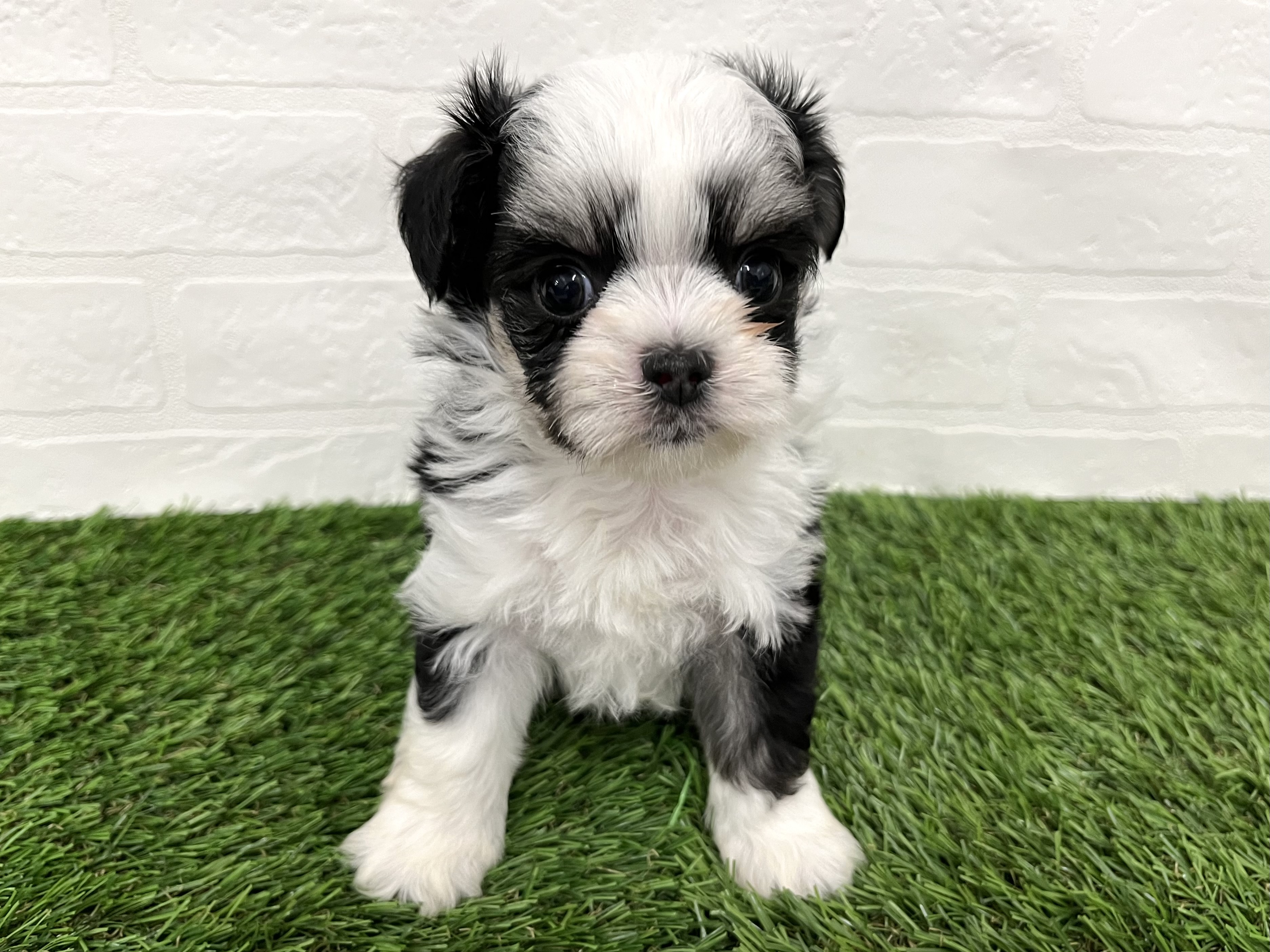 神奈川県のハーフ犬・ミックス犬 (ワンニャンハウス新山下店/2025年7月27日生まれ/男の子/ブラックタンホワイト)の子犬の1枚目の画像