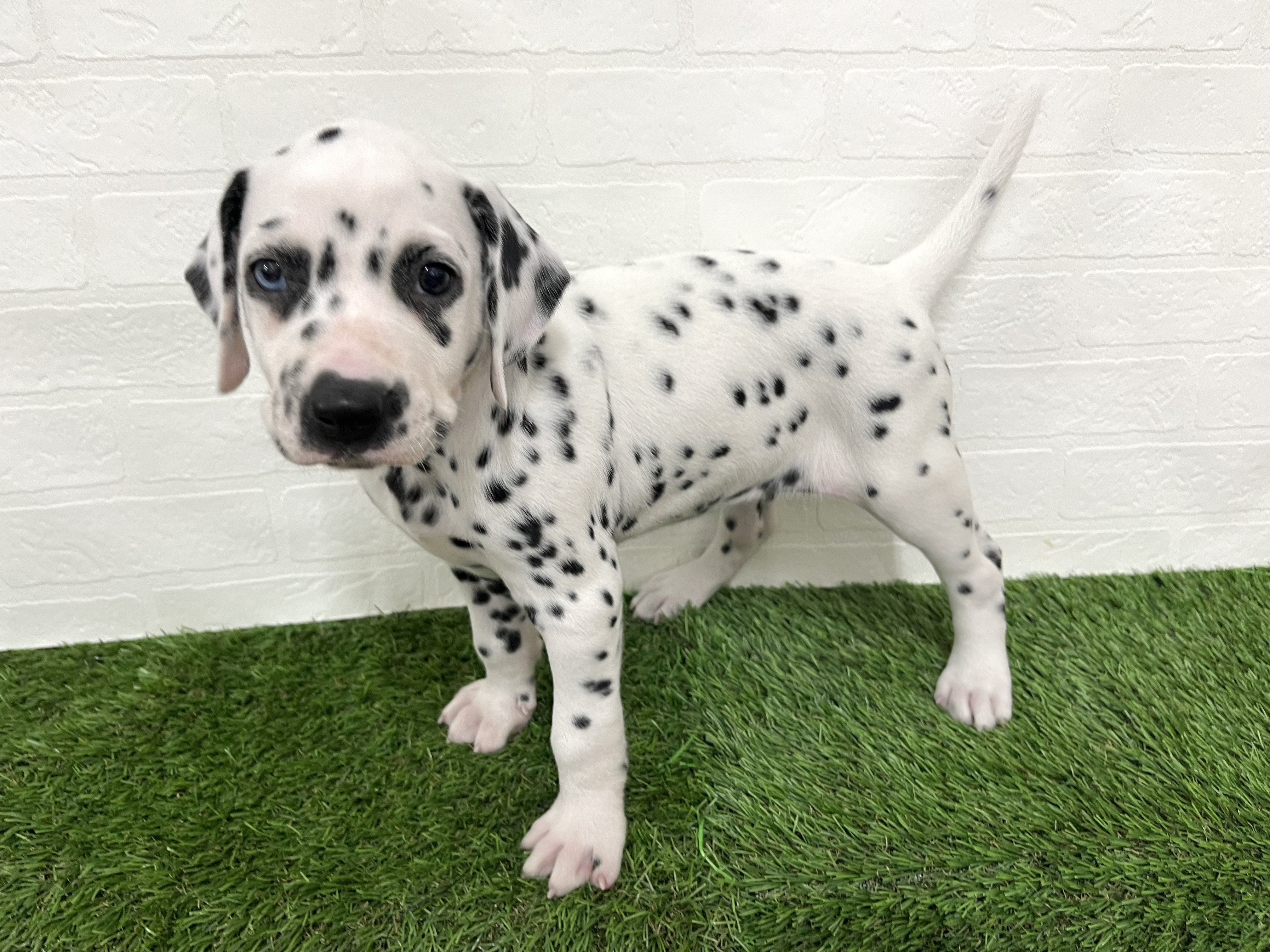 神奈川県のダルメシアン (ワンニャンハウス新山下店/2025年8月29日生まれ/女の子/ホワイトブラック)の子犬の4枚目の画像