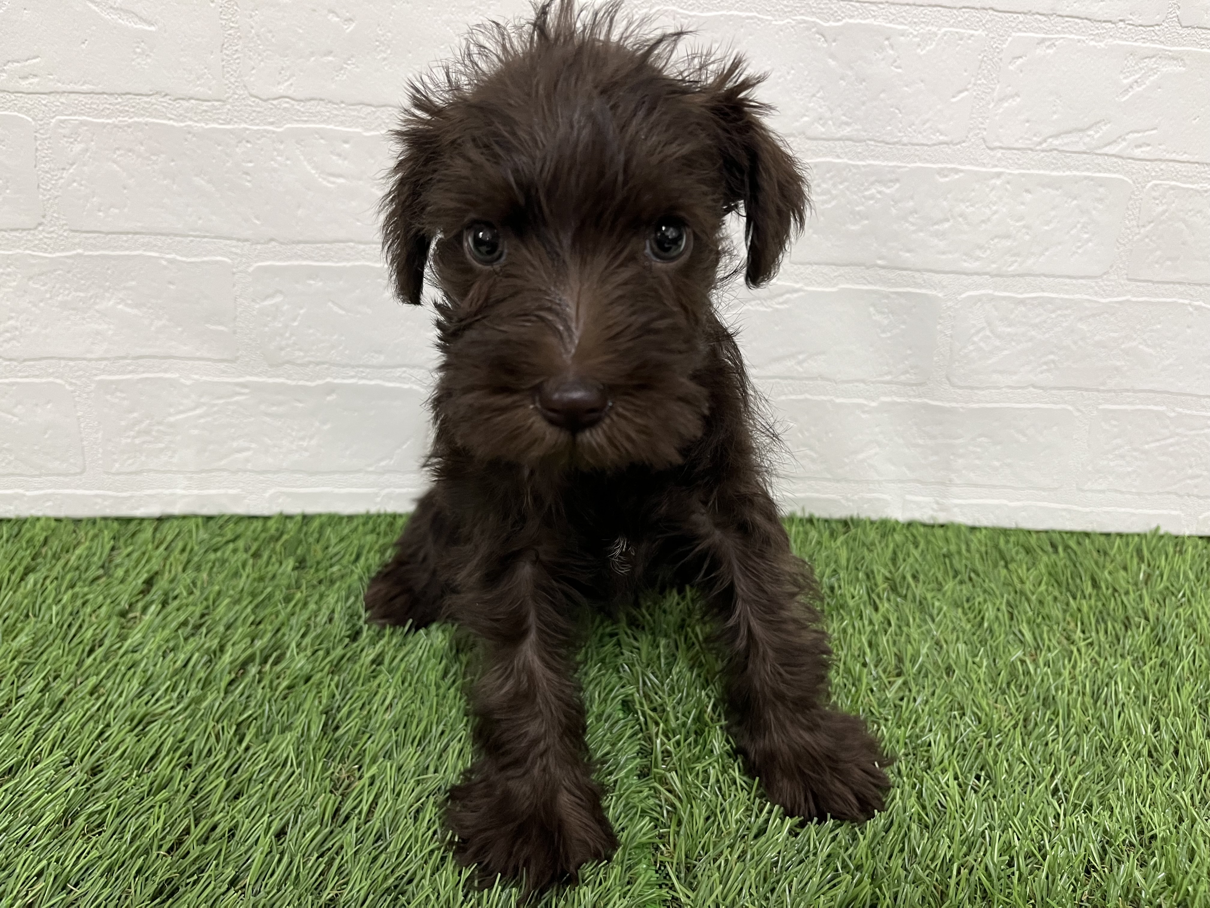 神奈川県のミニチュアシュナウザー (ワンニャンハウス新山下店/2025年10月12日生まれ/女の子/レバーホワイト)の子犬の4枚目の画像