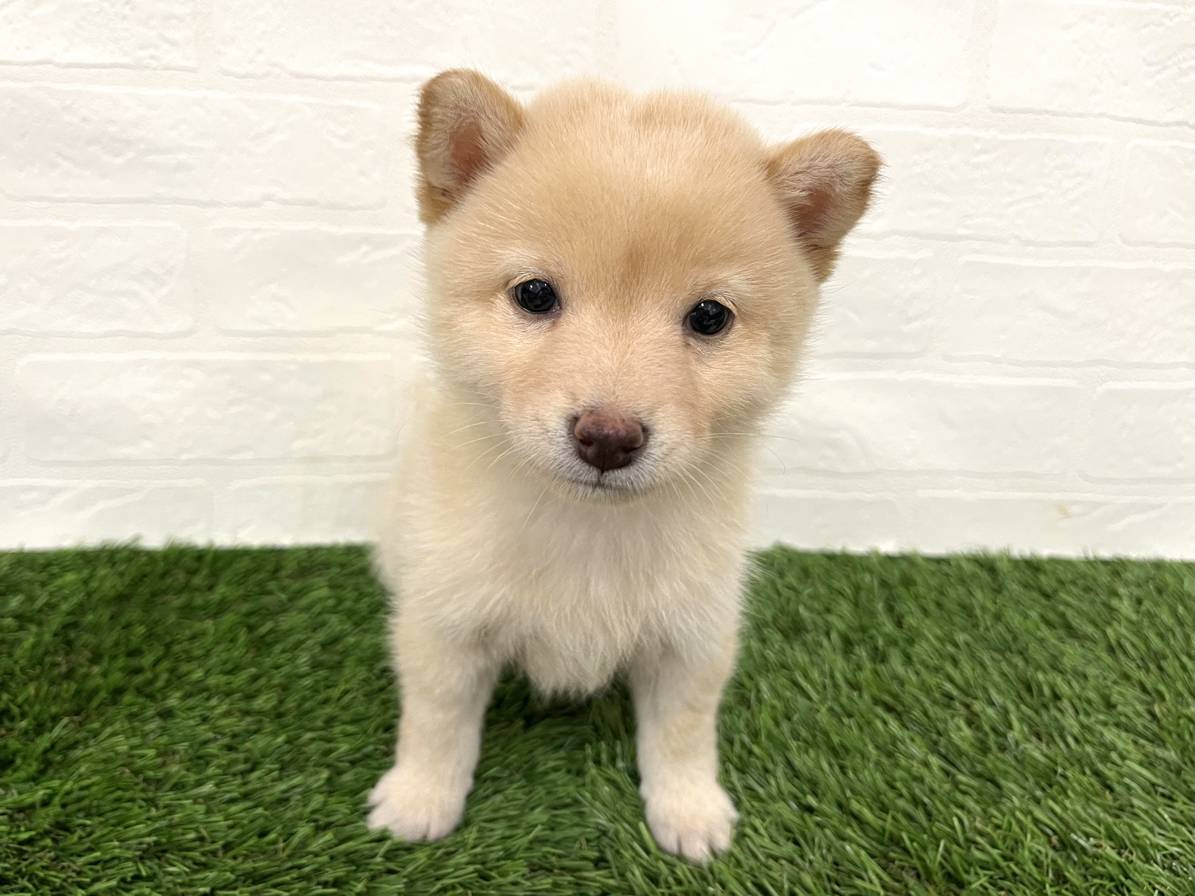 神奈川県の豆柴 (ワンニャンハウス新山下店/2025年8月12日生まれ/女の子/白)の子犬の1枚目の画像