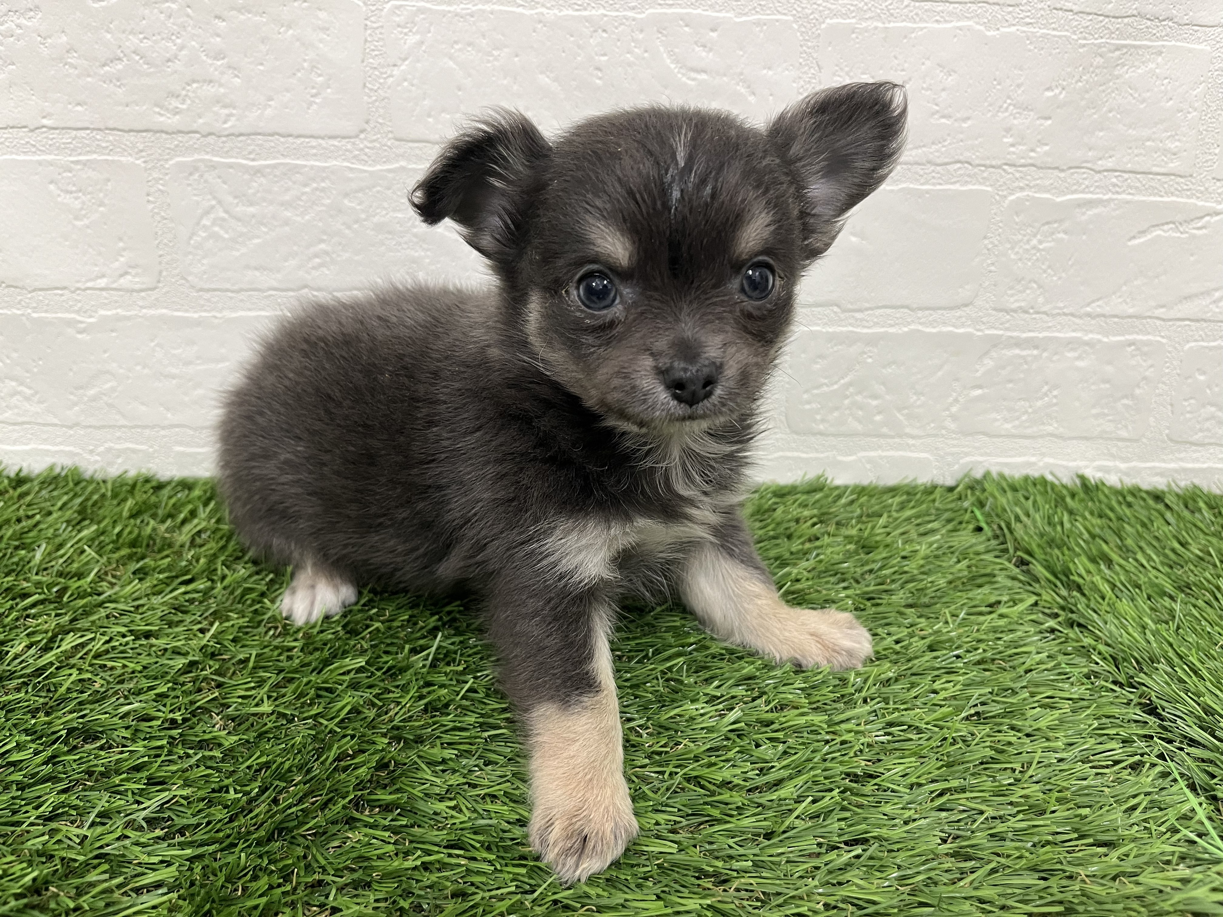 神奈川県のチワワ(ロング) (ワンニャンハウス新山下店/2026年1月4日生まれ/男の子/ブルータンホワイト)の子犬の2枚目の画像