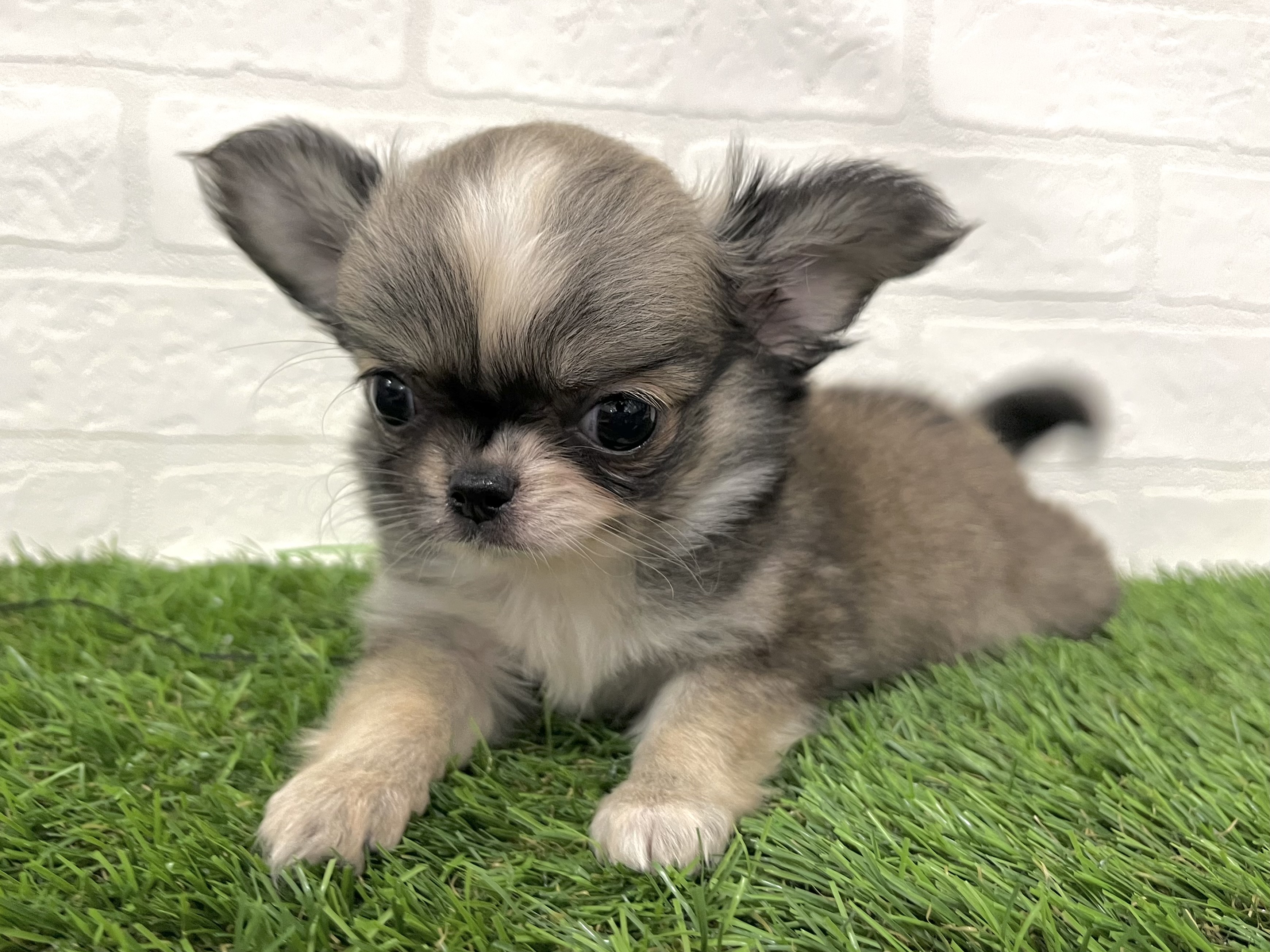 神奈川県のチワワ(ロング) (ワンニャンハウス新山下店/2025年8月31日生まれ/女の子/レッドホワイト)の子犬の4枚目の画像